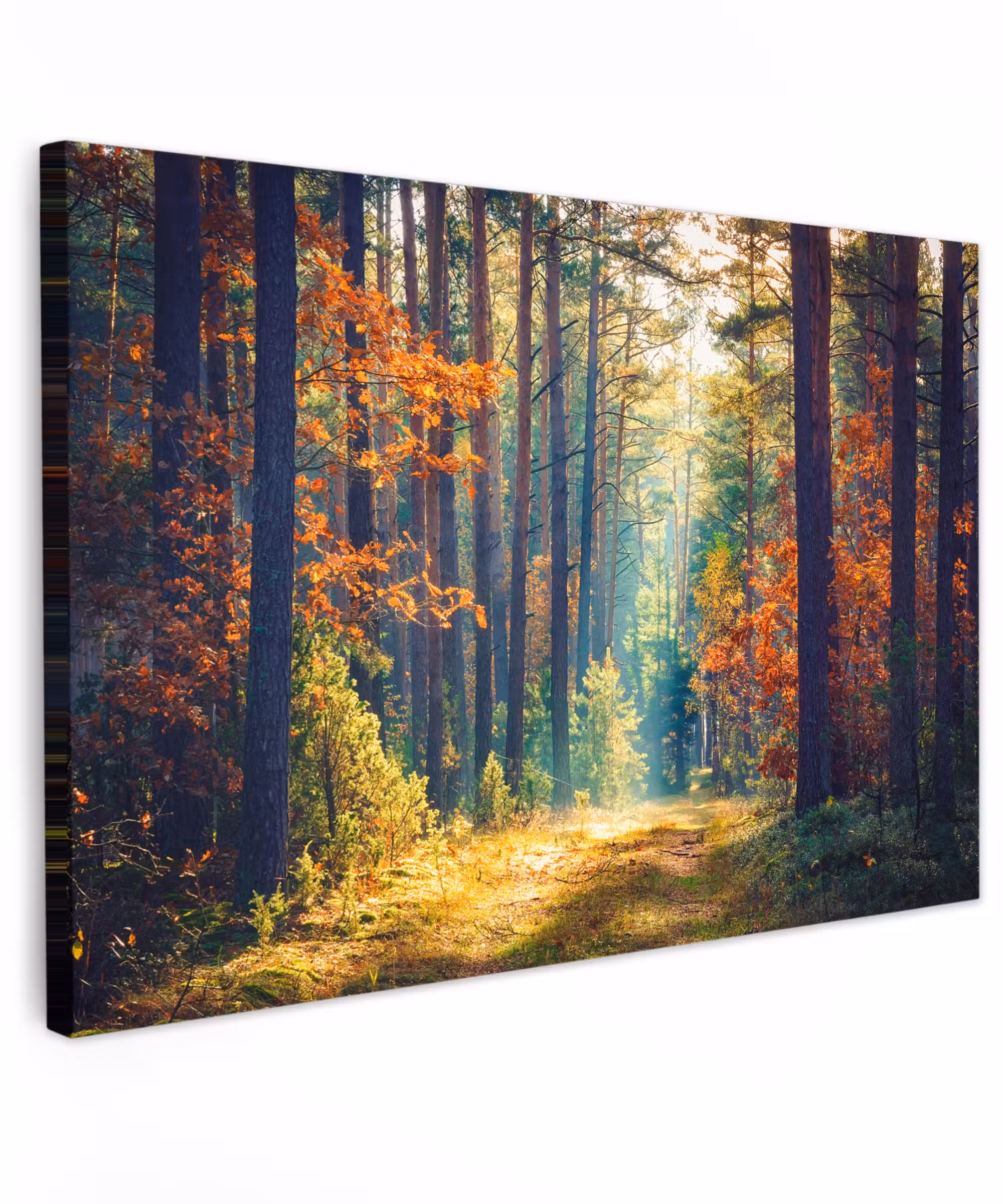 Canvas Print - Forest - Sun - Nature - Autumn