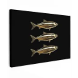 Vissen - Goud - Zwart canvas 2cm klein -z3d