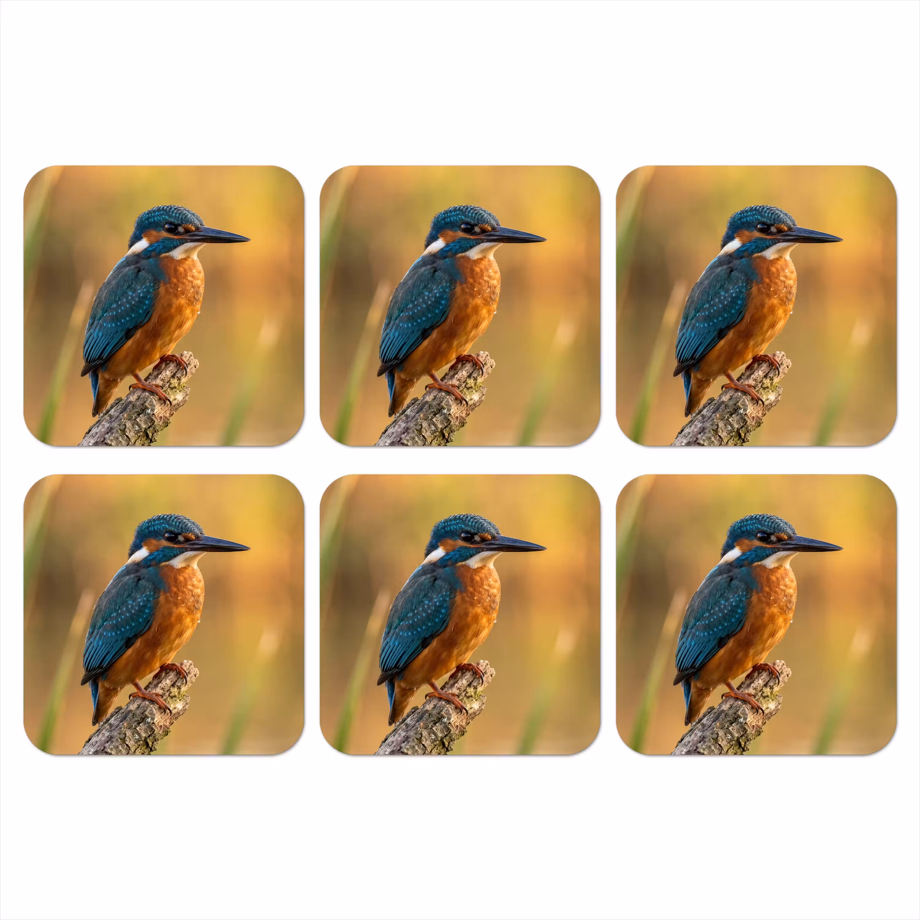 Coaster - Kingfisher - Branch - Water - Colorful - Vibrant