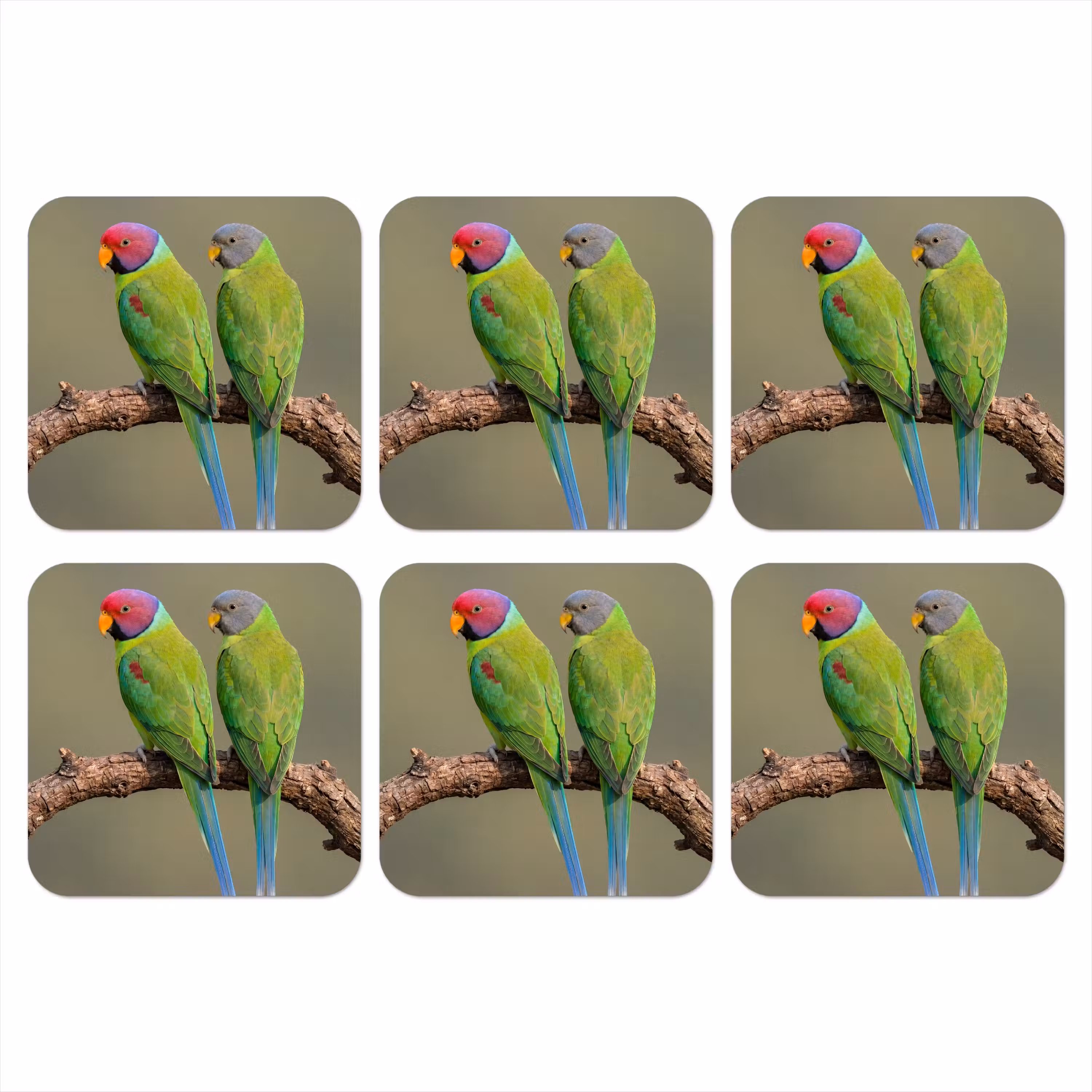 Coaster - Parrot - Branch - Nature - Colorful