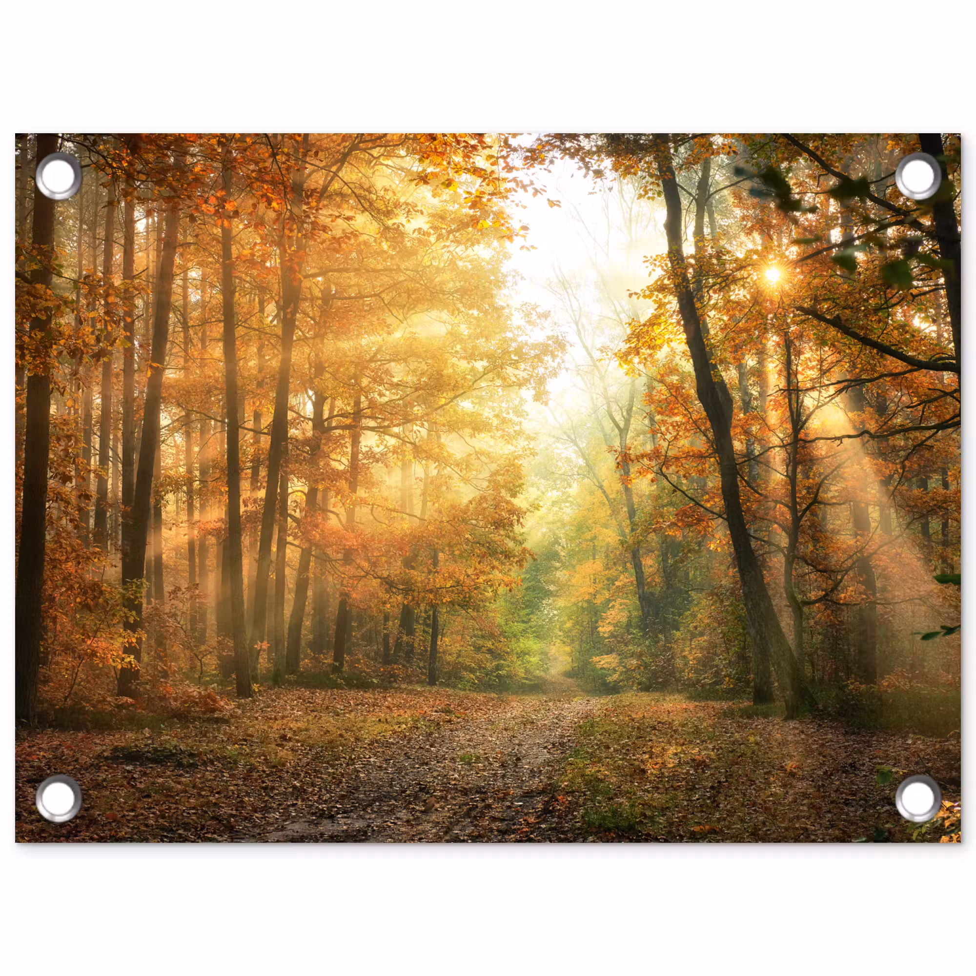 Garden Poster - Autumn forest in golden sunlight