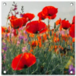 Bloeipracht van Klaprozen tuinposter los doek klein -3d