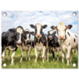 Nieuwsgierige koeien in de wei tuinposter los doek klein -3d