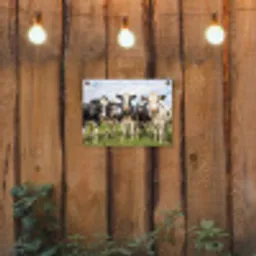 Nieuwsgierige koeien in de wei tuinposter los doek klein -sfeer1