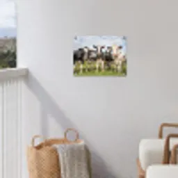 Nieuwsgierige koeien in de wei tuinposter los doek klein -sfeer8