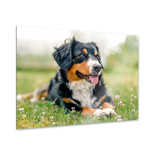 a-spatscherm-product-331c.png
