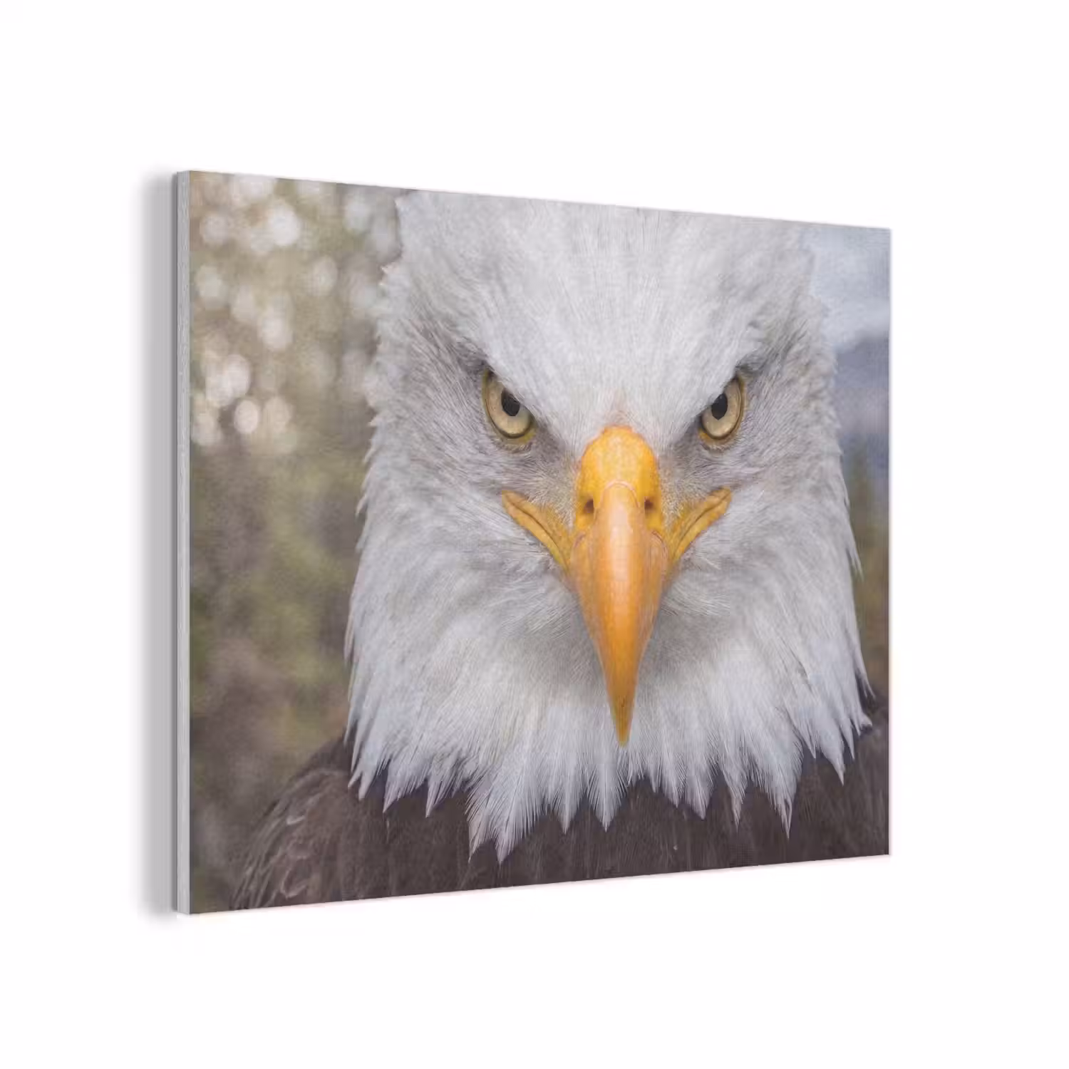 Amerikaans - Zeearend - Portret - Geel PET vilt klein -3d