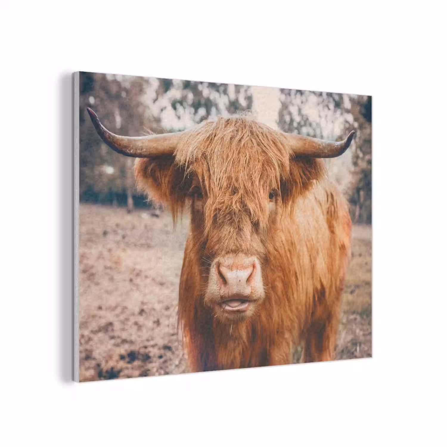 Koe- Schotse hooglander - Hoorns - Bruin - Landschap PET vilt klein -3d