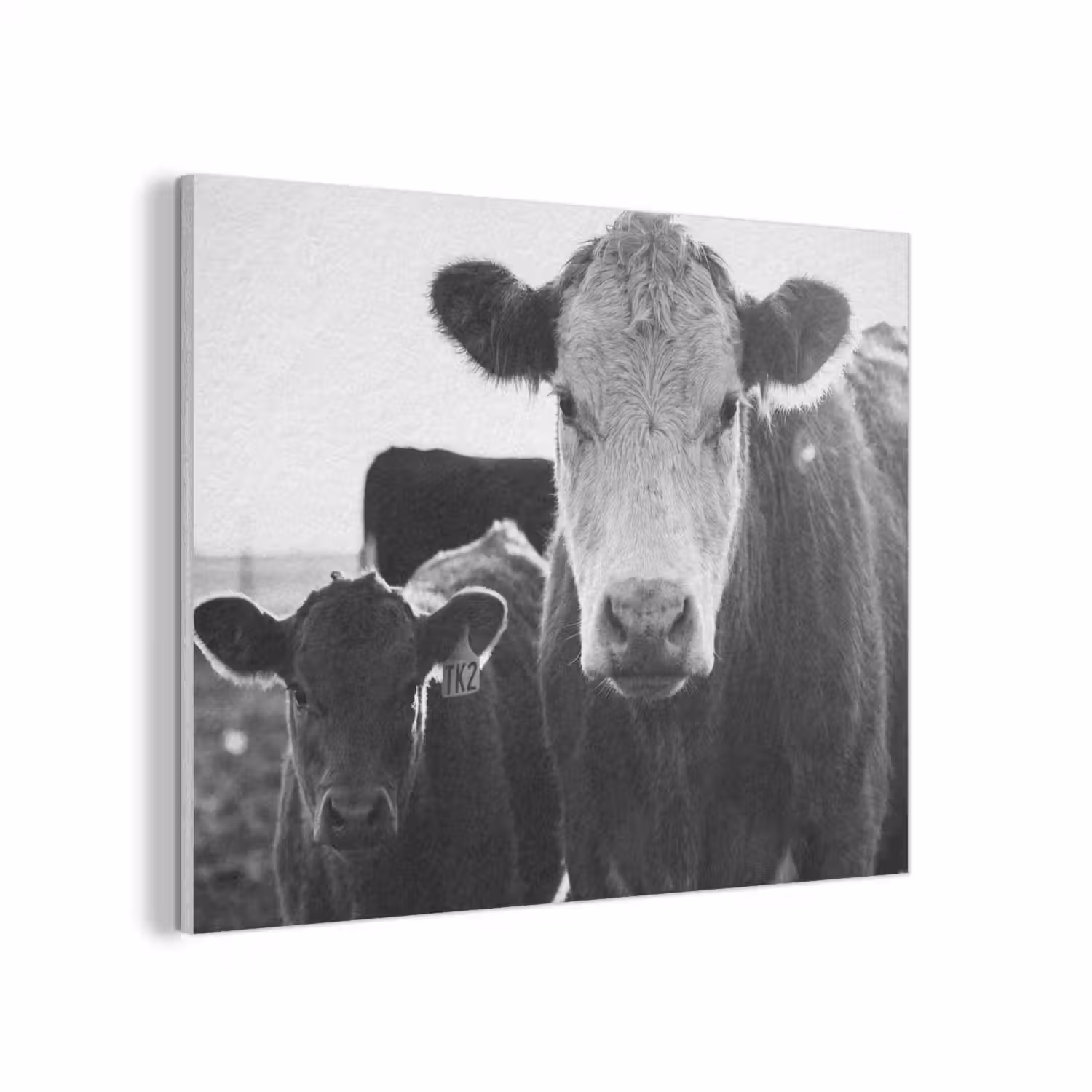Koeien - Zwart - Wit PET vilt klein -3d
