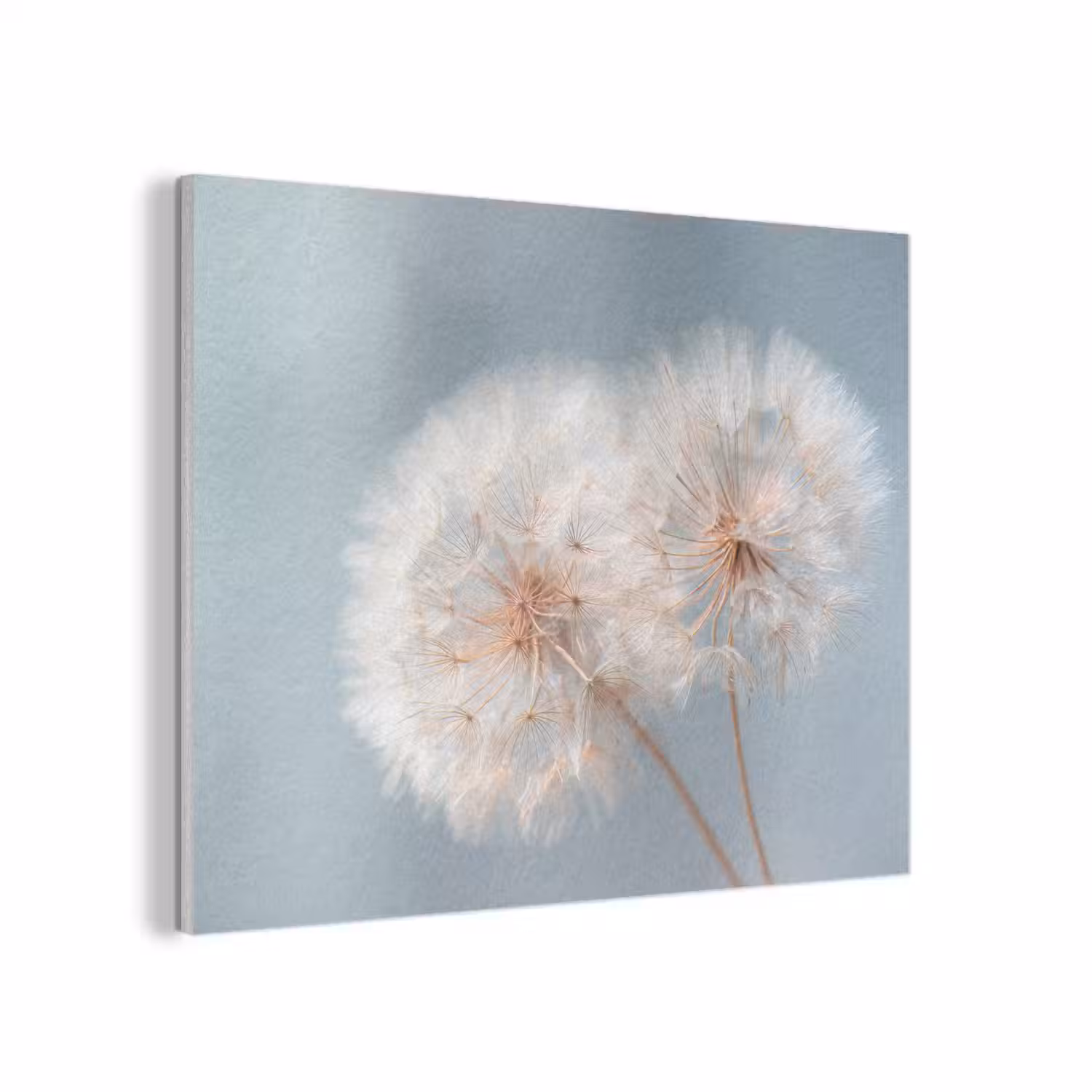 Paardenbloemen - Pluisjes - Wit PET vilt klein -3d