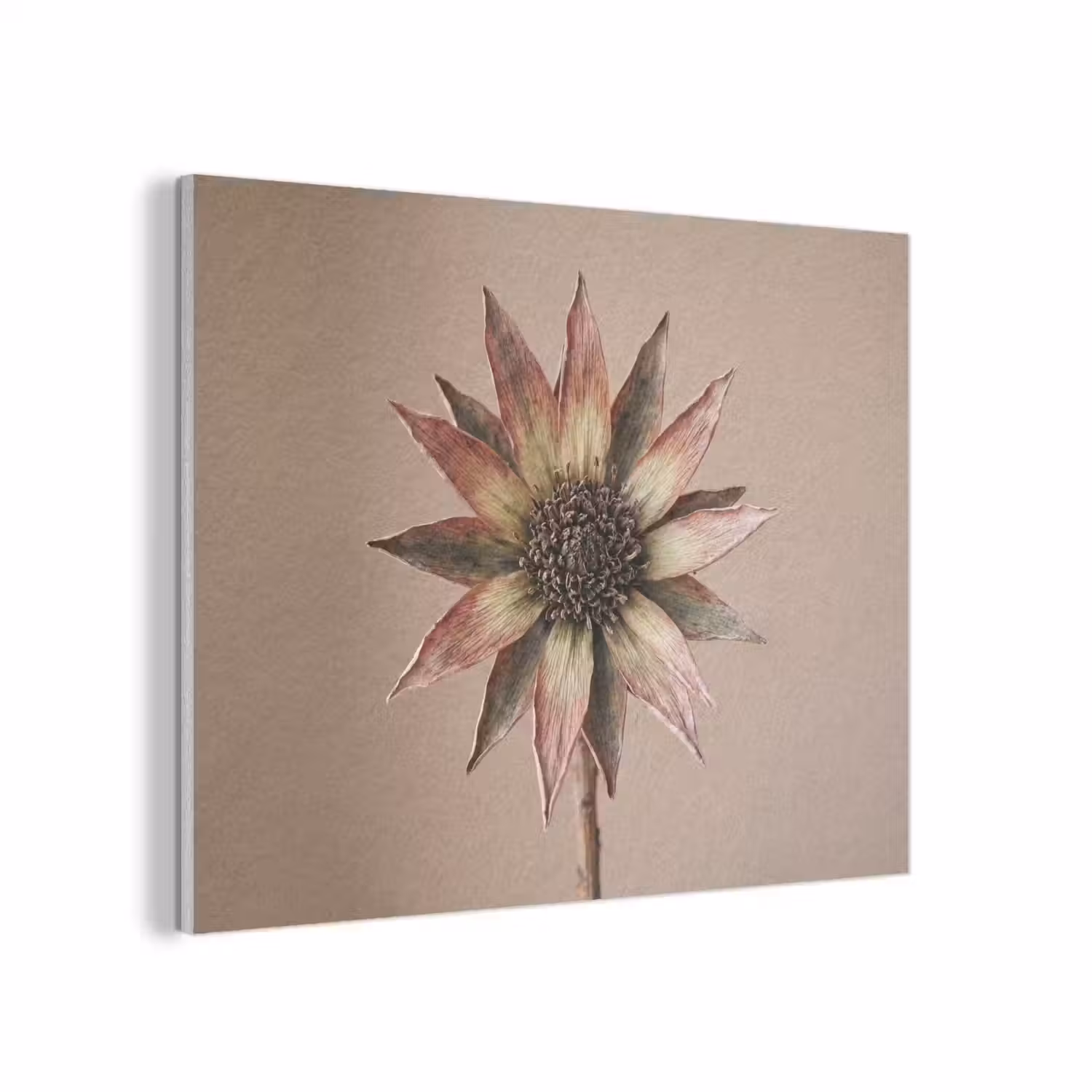 Droogbloem - Protea - Vintage - Beige - Rustiek PET vilt klein -3d