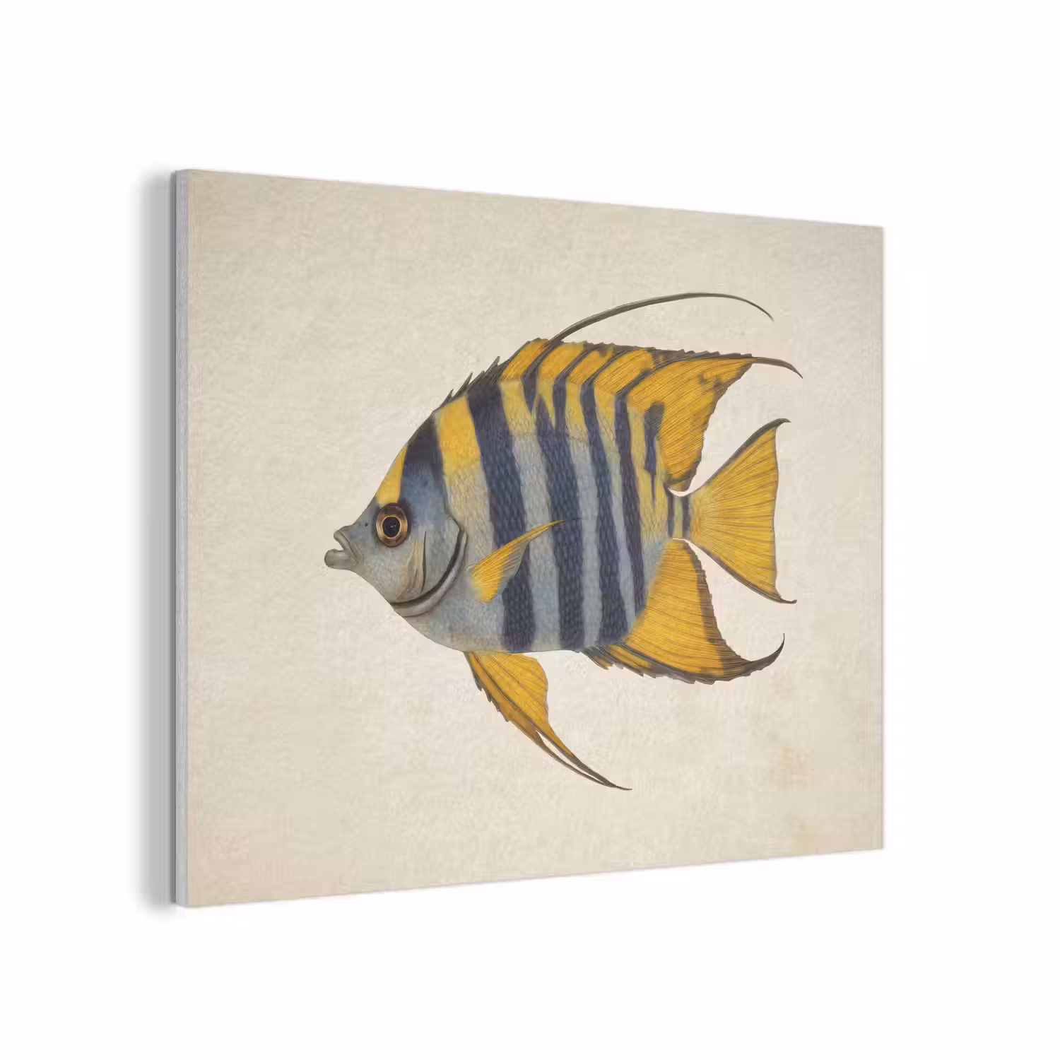 Vis - Sierlijk - Vinnen - Illustratie PET vilt klein -3d