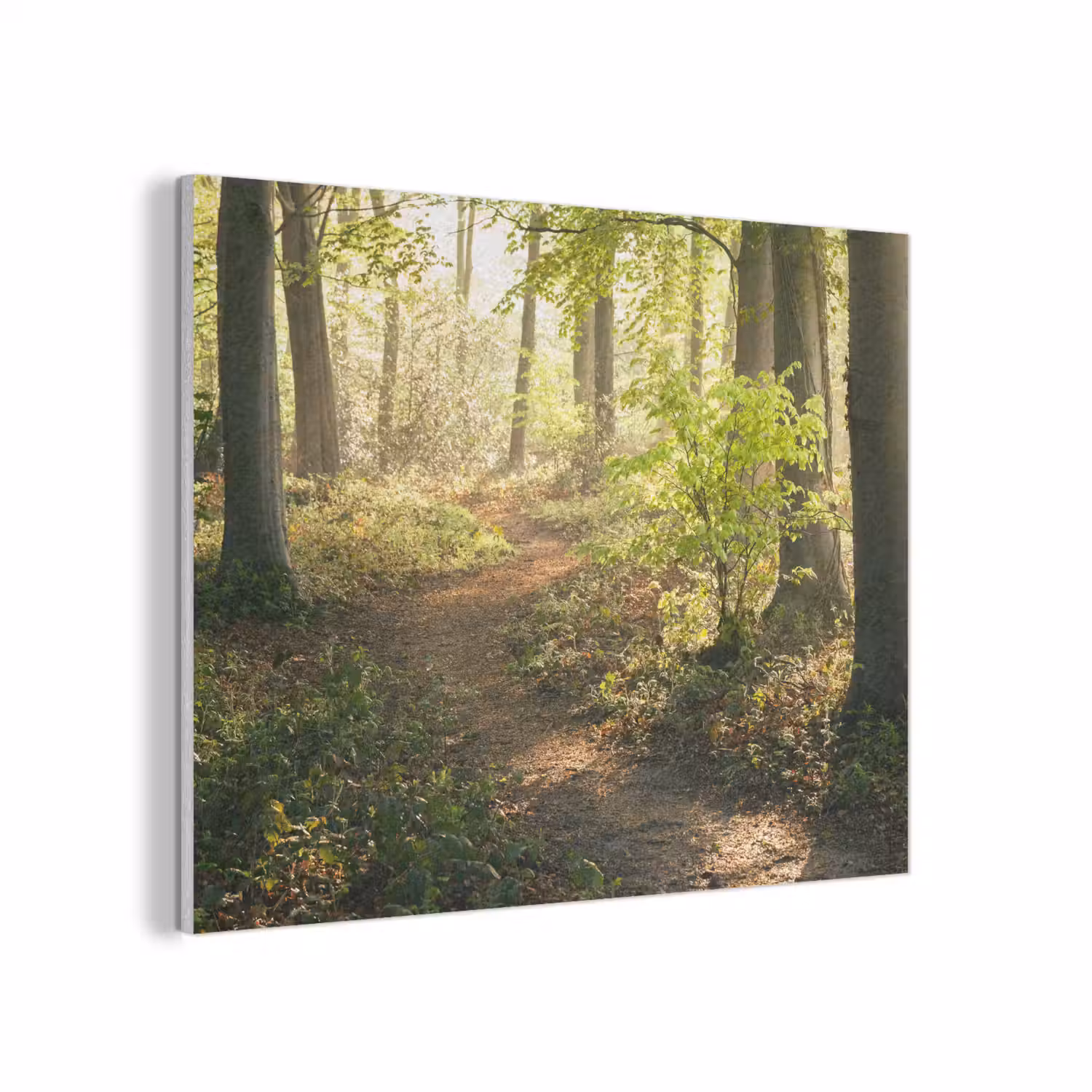 Bos - Bomen - Pad - Zon - Planten - Bladeren - Natuur PET vilt klein -3d