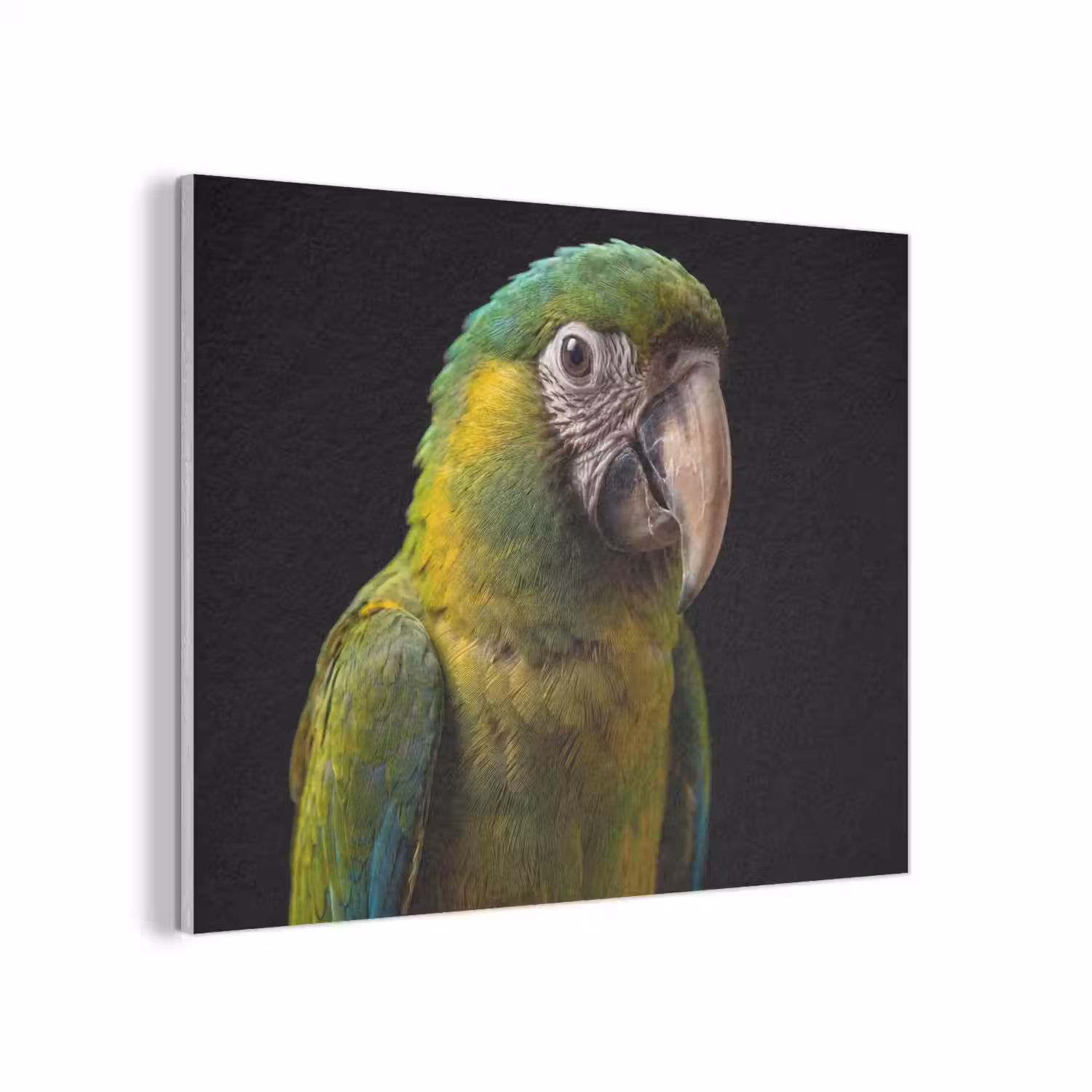Ara - Portret - Groen PET vilt klein -3d