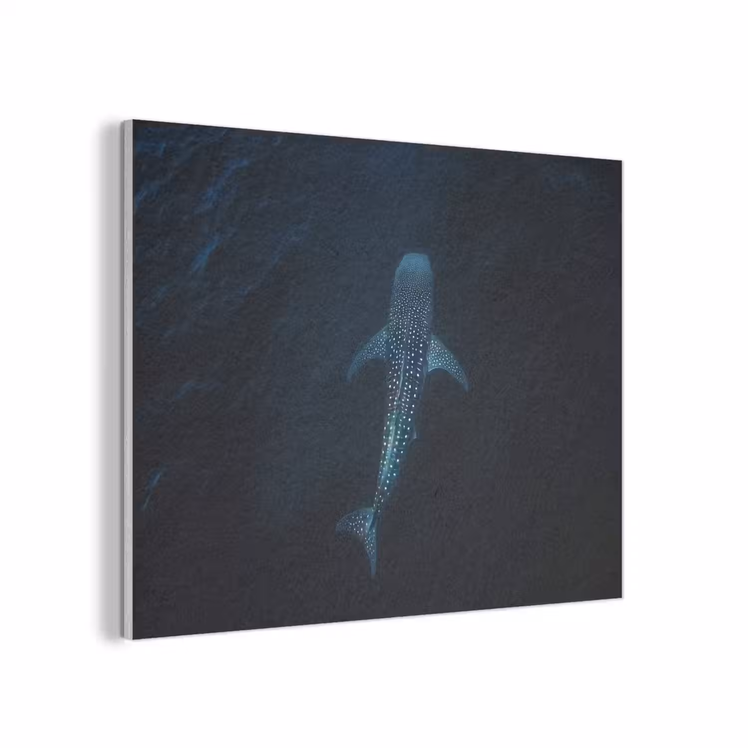 Oceaan - Walvishaai - Donkerblauw - Vlekken PET vilt klein -3d