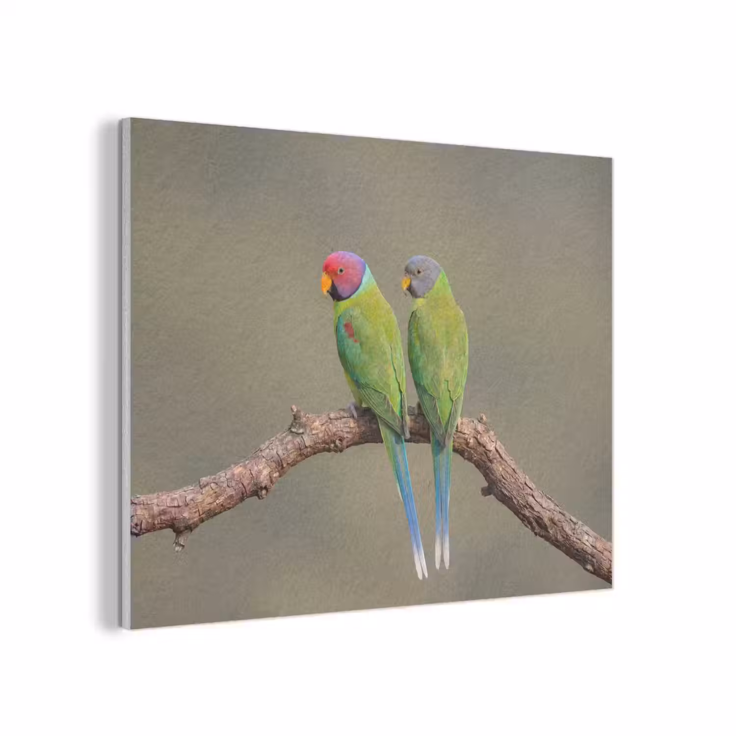 Papagaai - Tak - Natuur - Kleurrijk PET vilt klein -3d