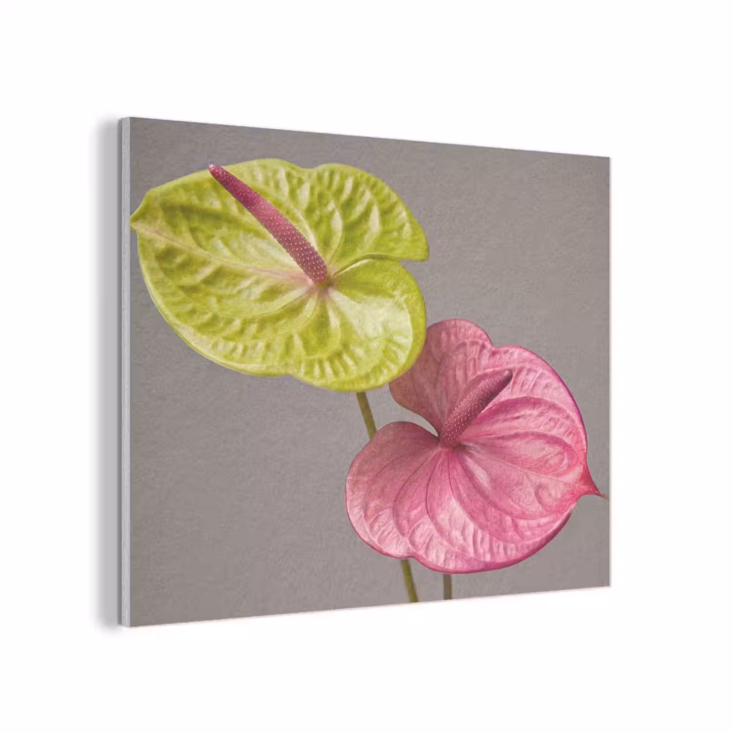 Planten - Anthurium - Groen - Roze PET vilt klein -3d
