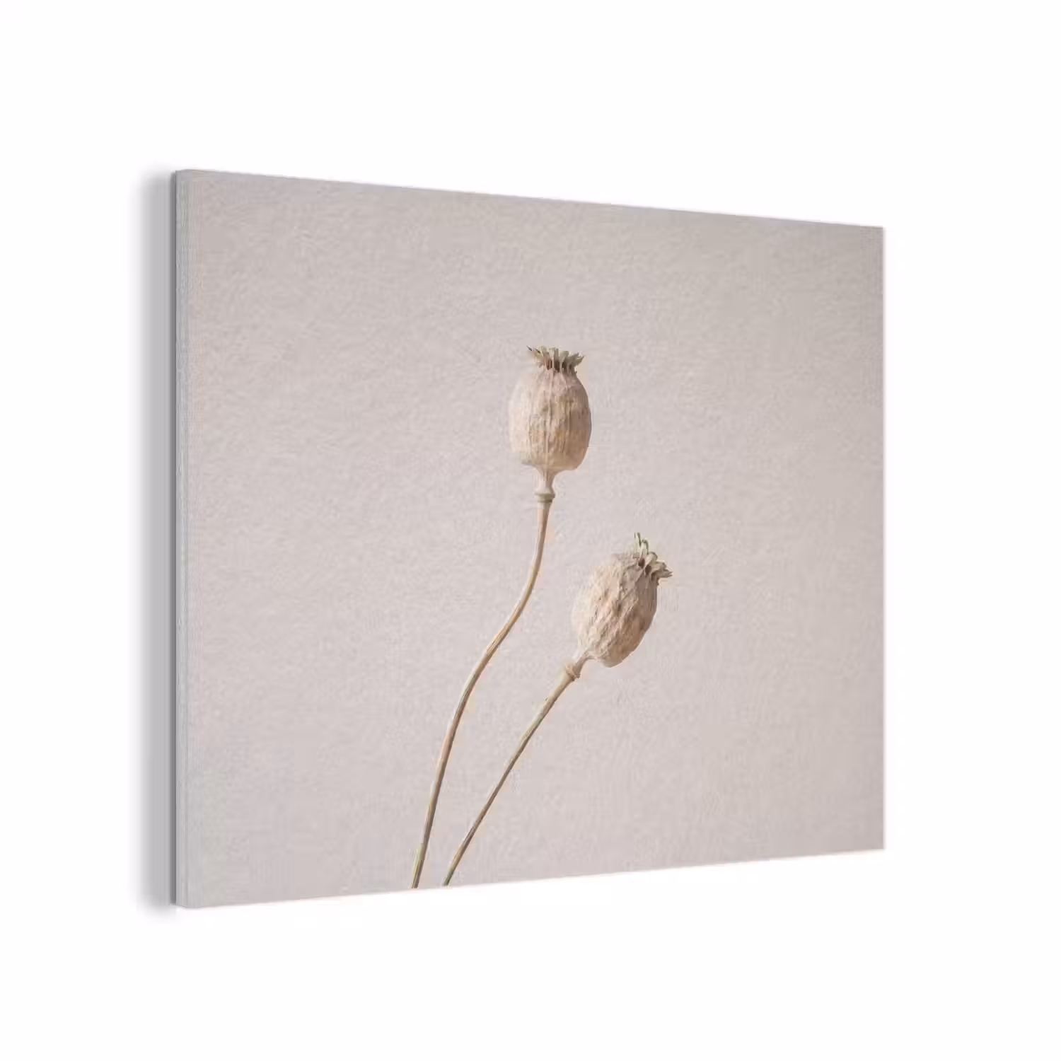 Papaverbollen - Droogbloemen - Minimalistisch - Beige - Rustig PET vilt klein -3d