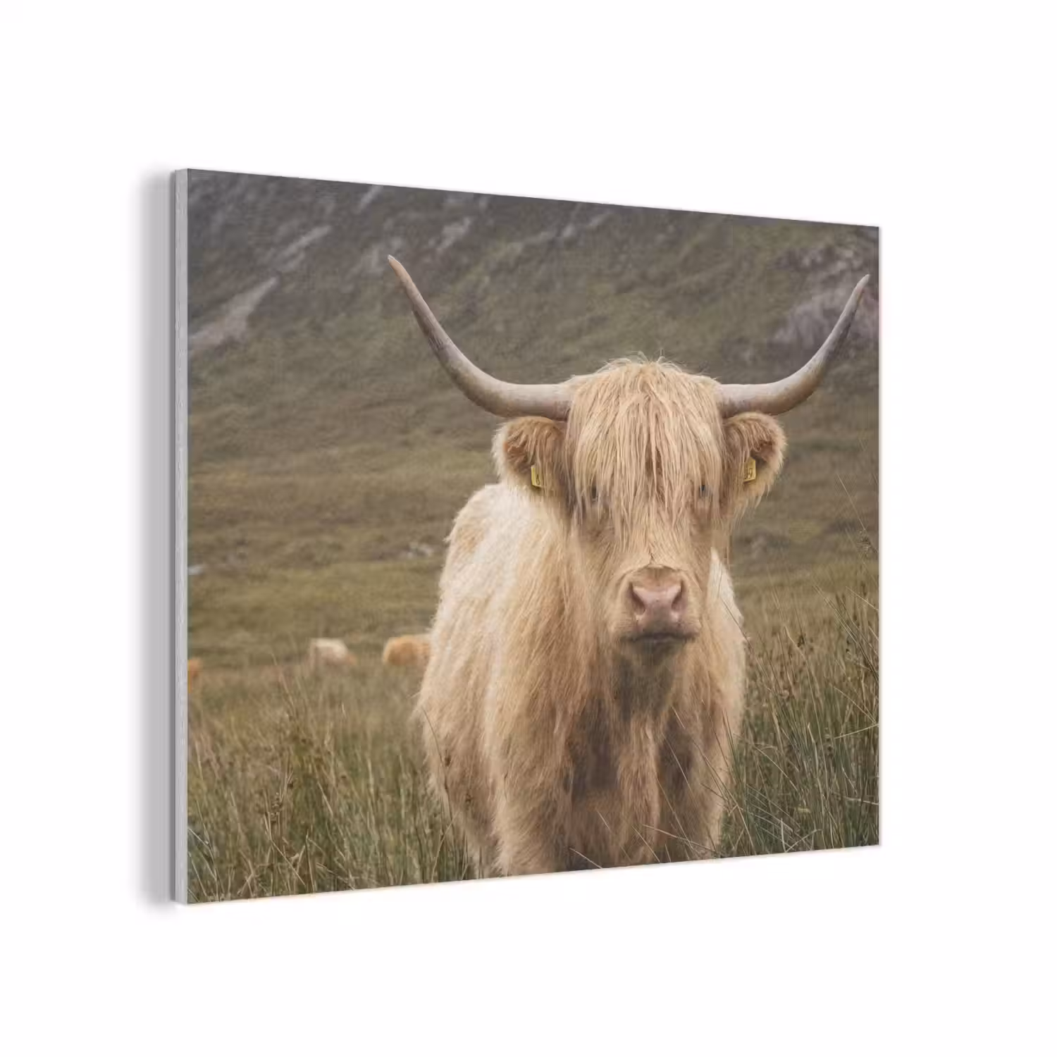 Schotse hooglander - Bergen - Grasveld PET vilt klein -3d
