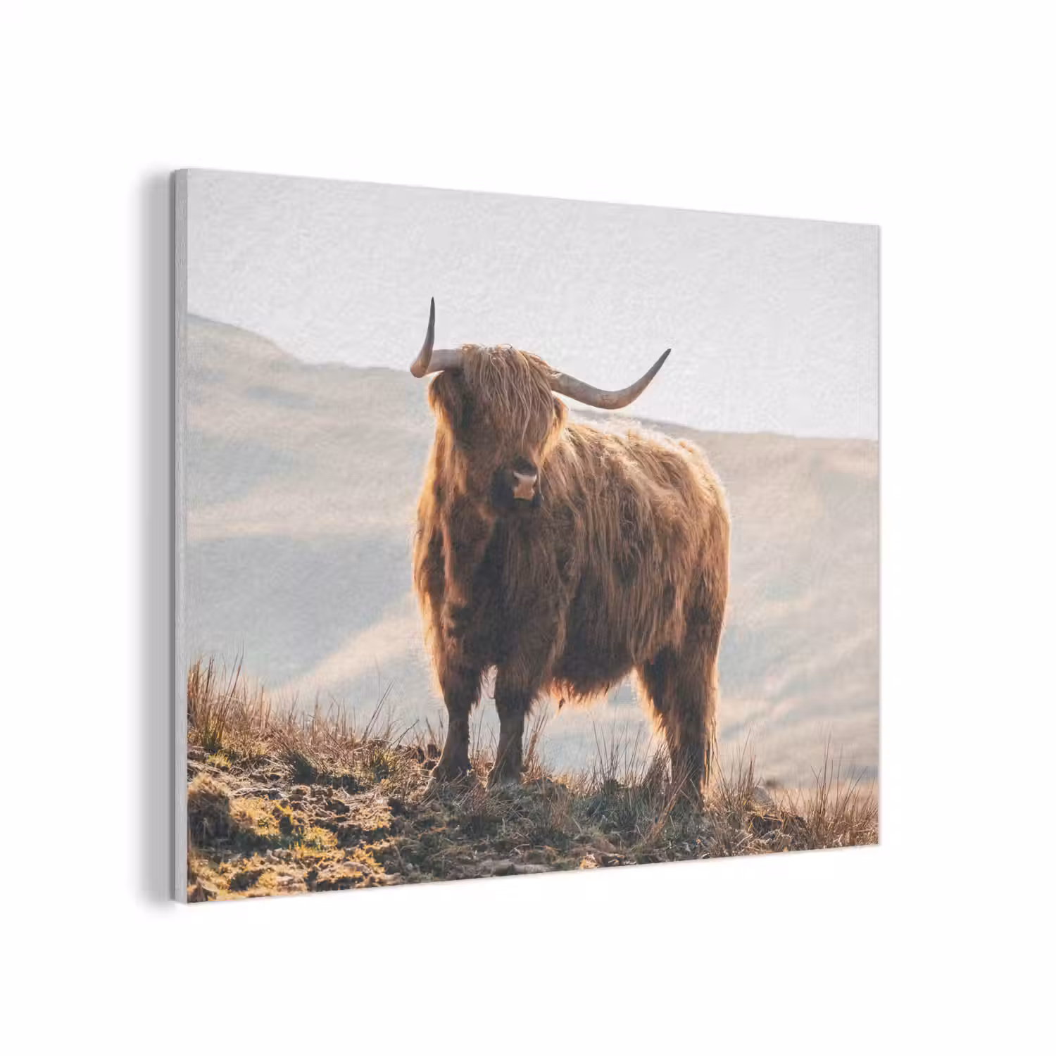Schotse hooglander - Dieren - Landelijk - Landschap - Koe - Natuur PET vilt klein -3d