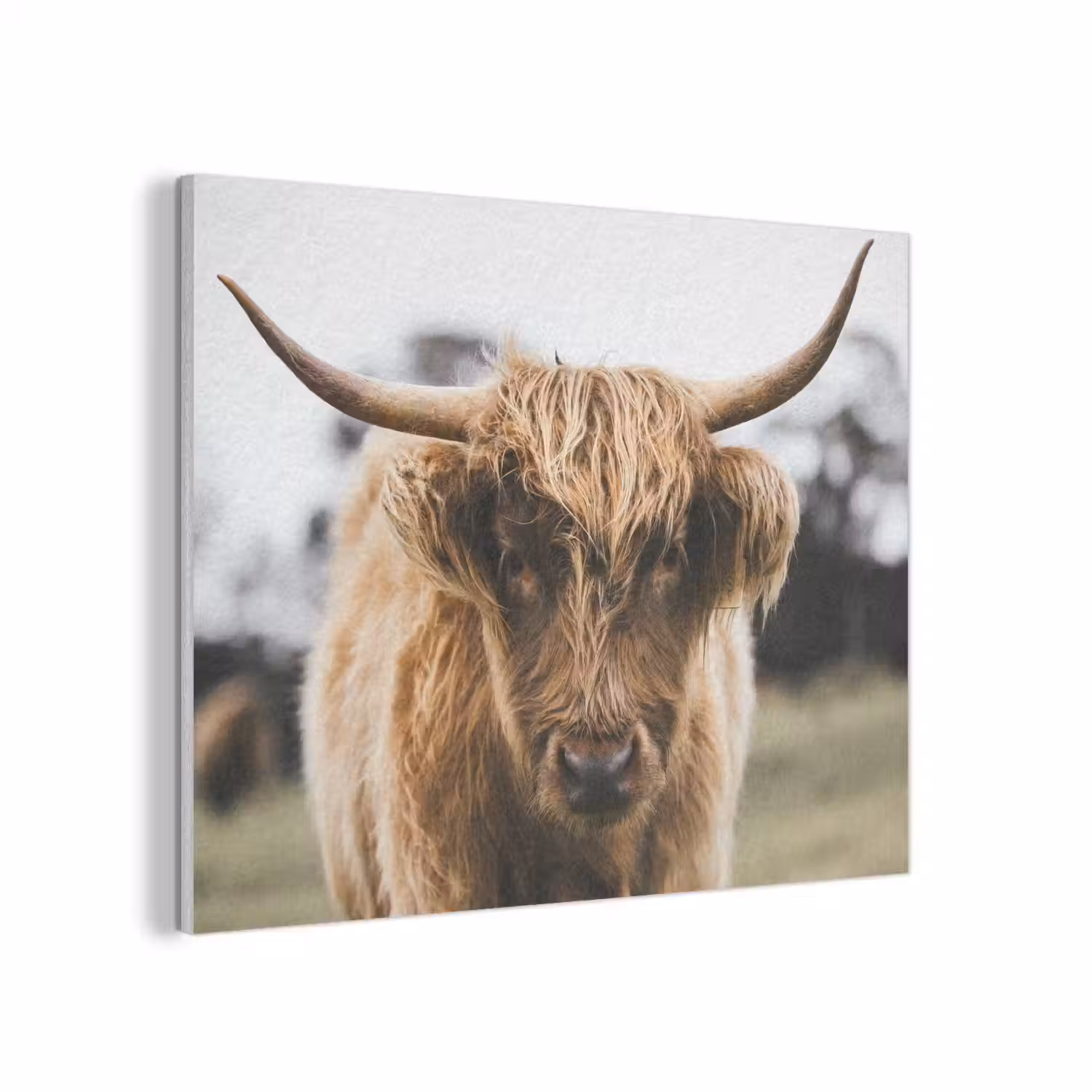 Schotse Hooglander - Koe - Gras - Dieren - Natuur PET vilt klein -3d