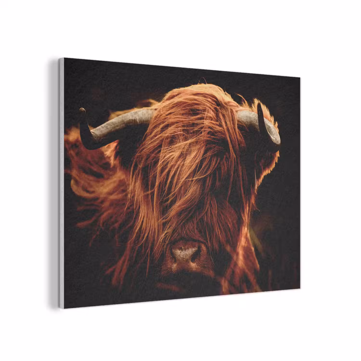 Schotse hooglander - Koe - Hoorns - Portret - Dieren PET vilt klein -3d