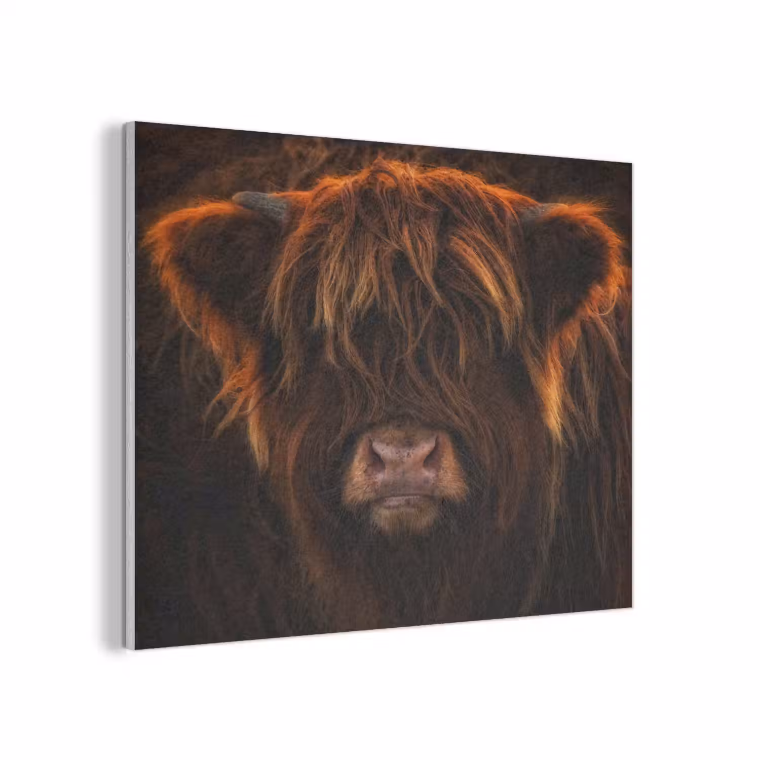 Schotse Hooglander - Koe - Portret - Dieren PET vilt klein -3d