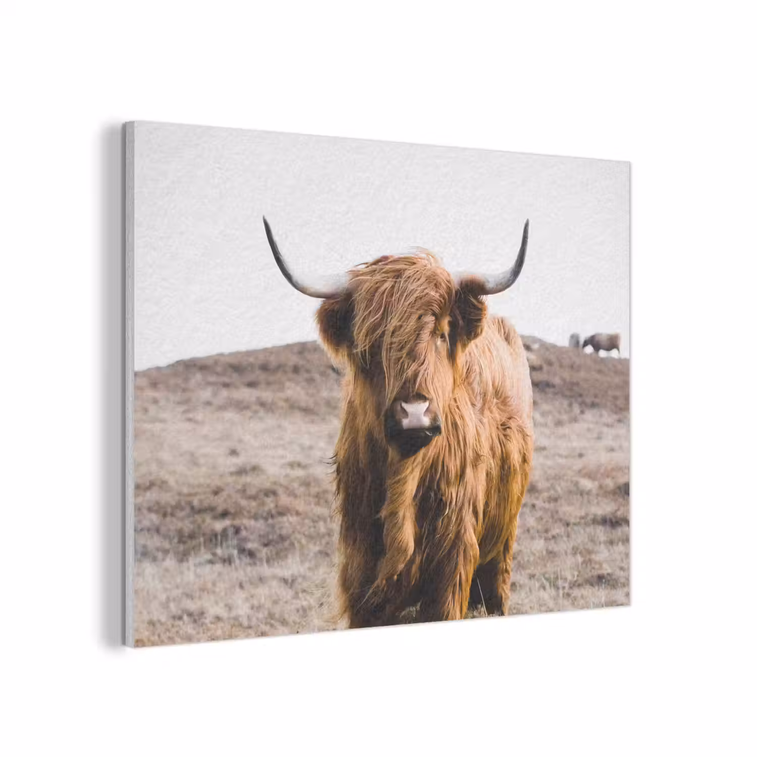 Schotse hooglander - Landschap - Koe - Bruin - Dieren - Natuur PET vilt klein -3d