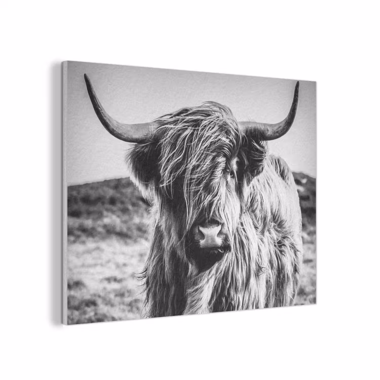 Schotse hooglander - Natuur - Koe - Zwart - Wit PET vilt klein -3d