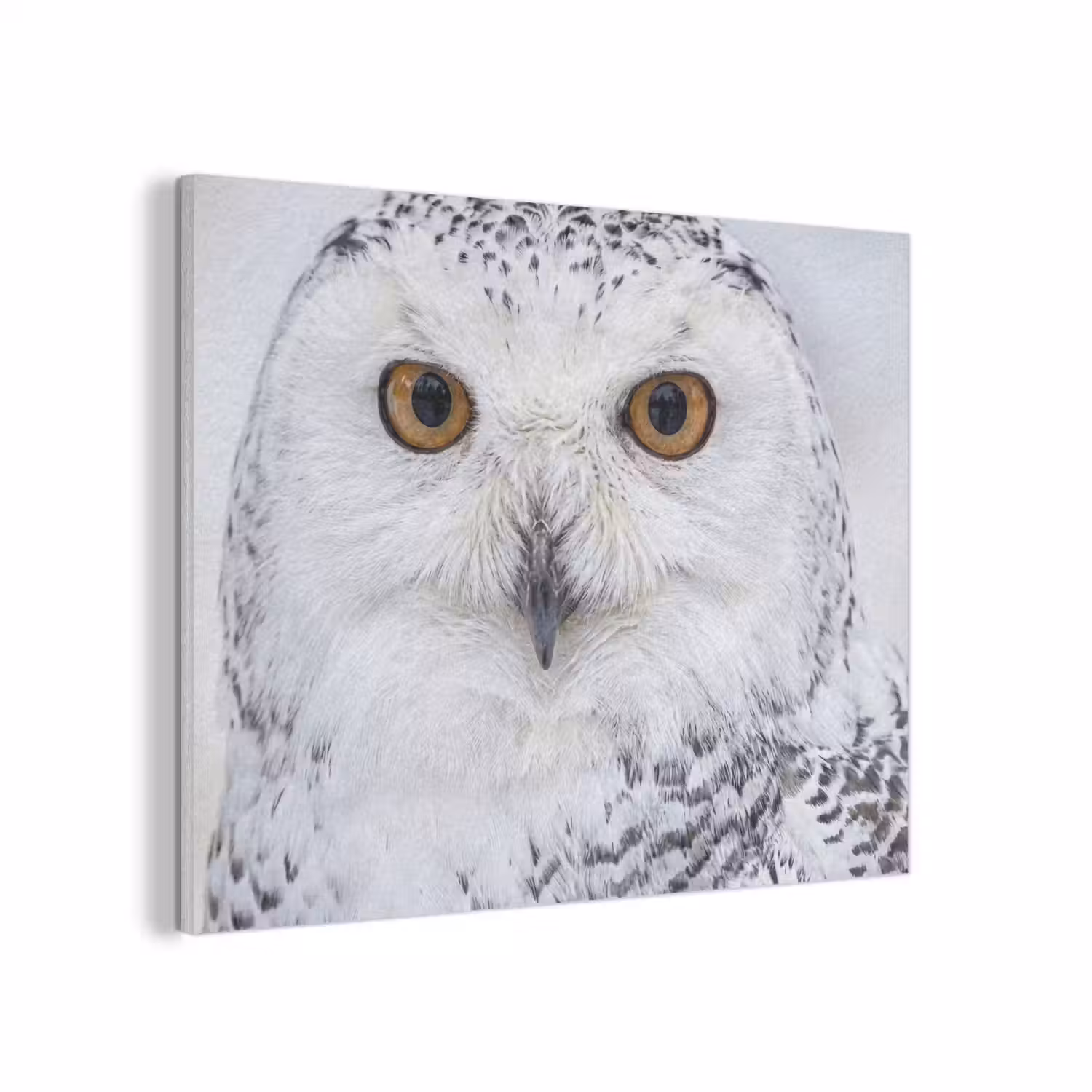 Sneeuwuil - Oog - Wildlife - Wit PET vilt klein -3d