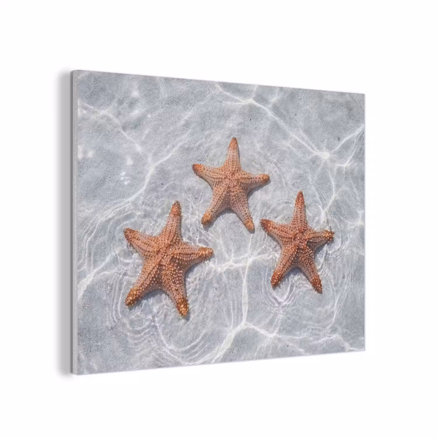 Zeesterren - Water - Helder PET vilt klein -3d
