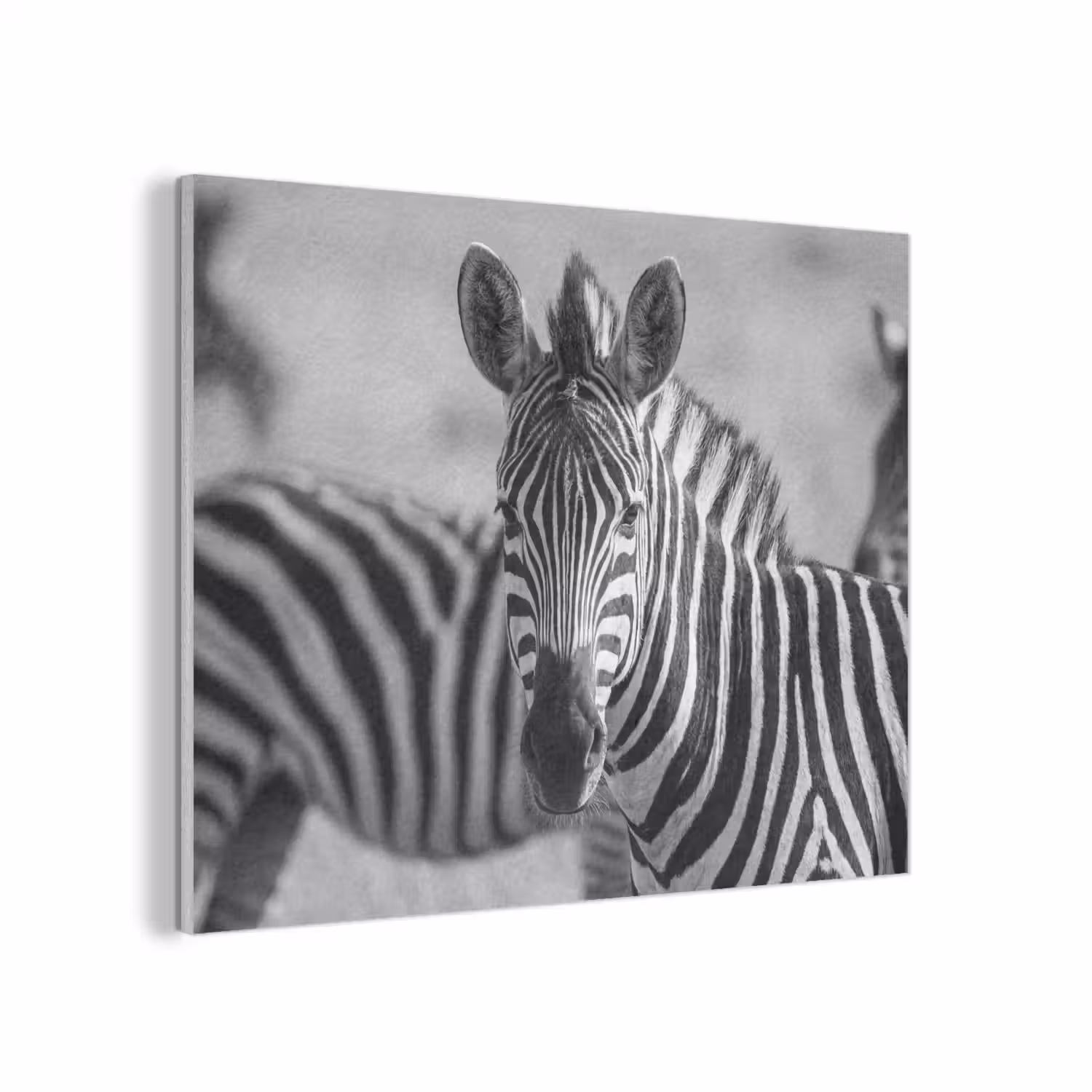 Zebra's - Zwart - Wit PET vilt klein -3d