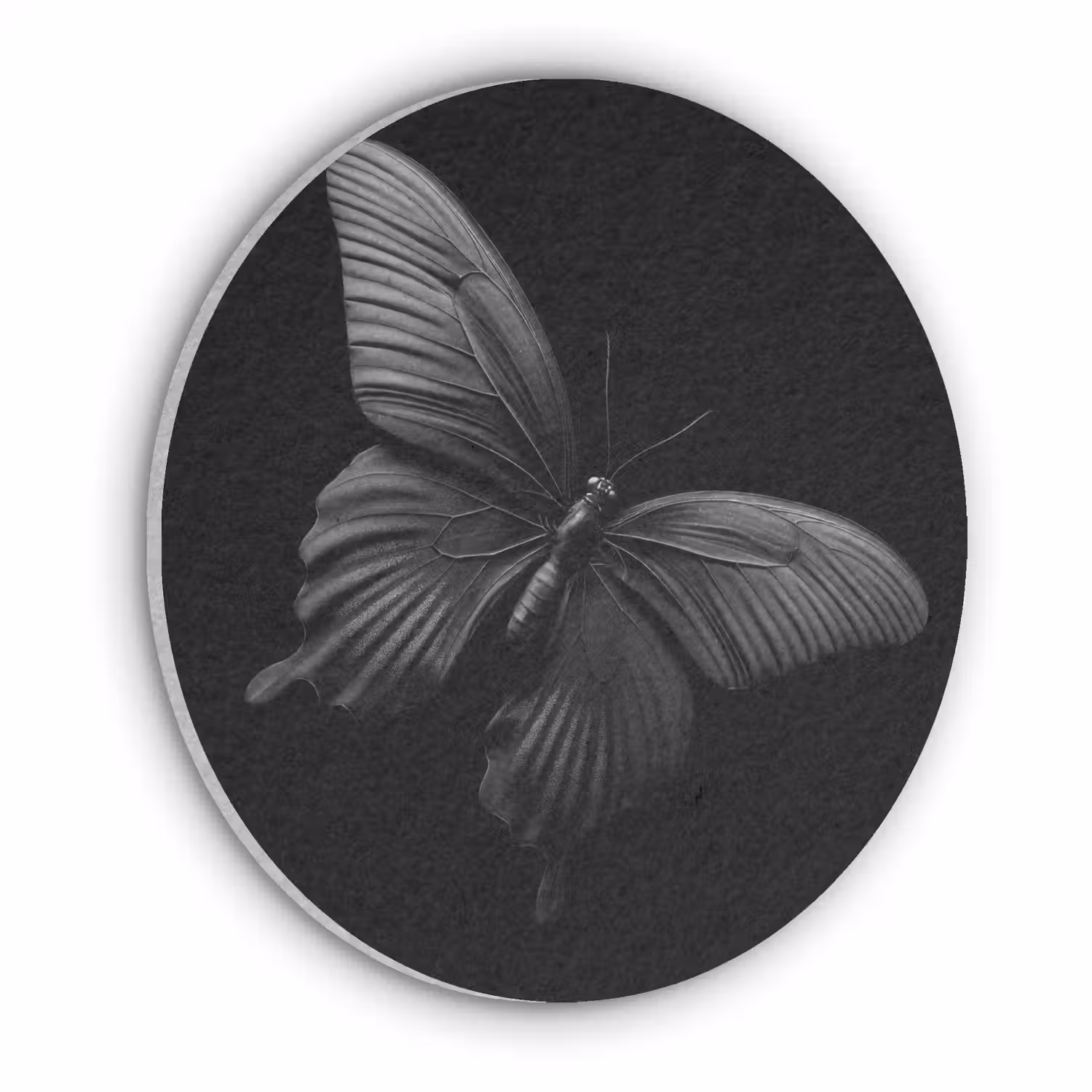 Vlinder - Zwart - Insect - Dieren Akoestische PET Vilt - Rond klein -3d