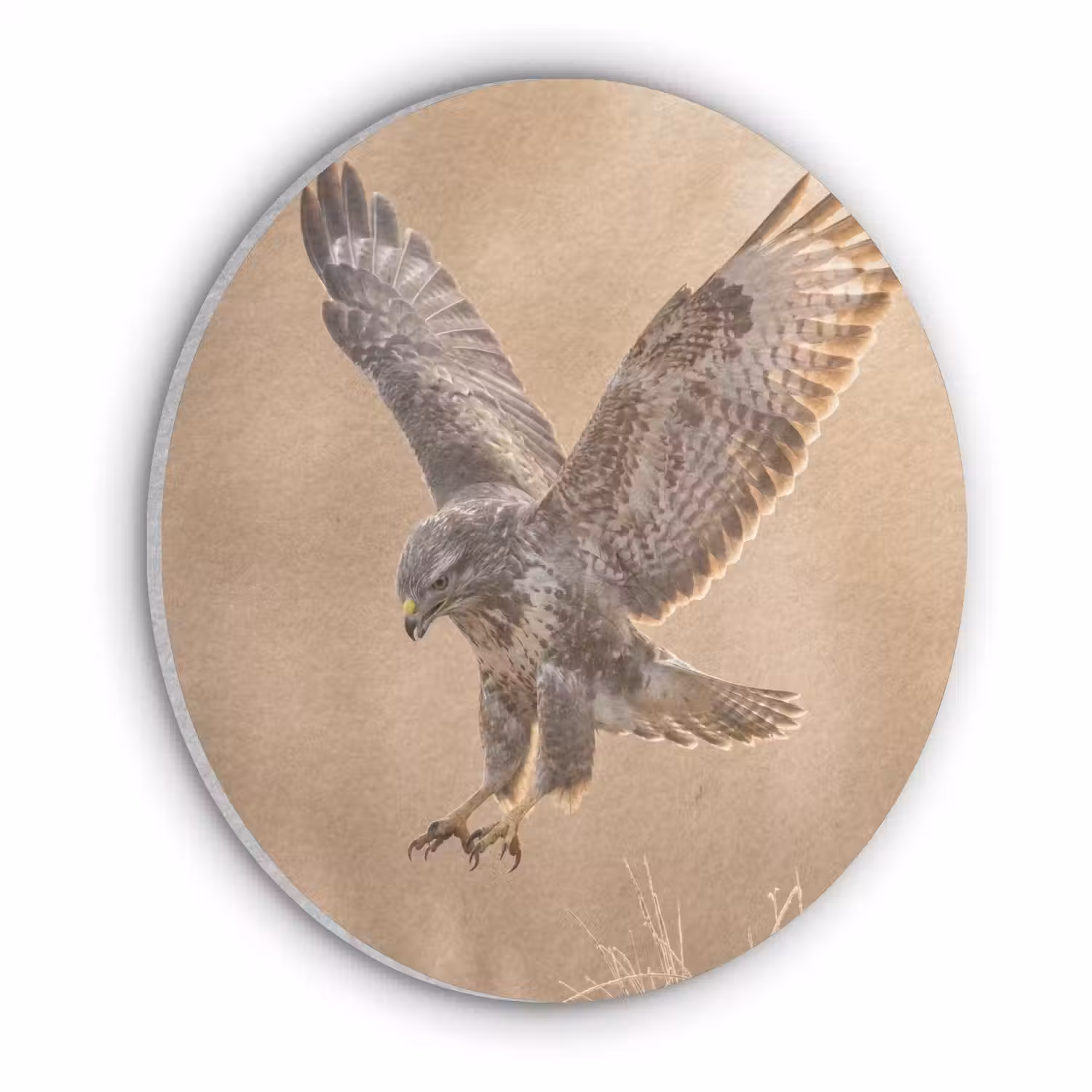 Buizerd - Roofvogel - Natuur - Bruin Akoestische PET Vilt - Rond klein -3d