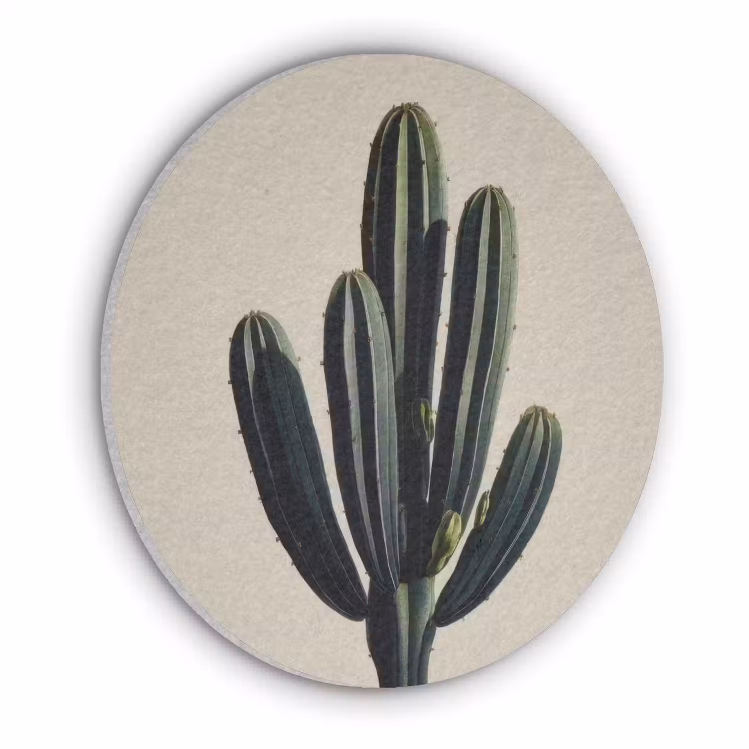 Cactus - Subtiel - Groen Akoestische PET Vilt - Rond klein -3d