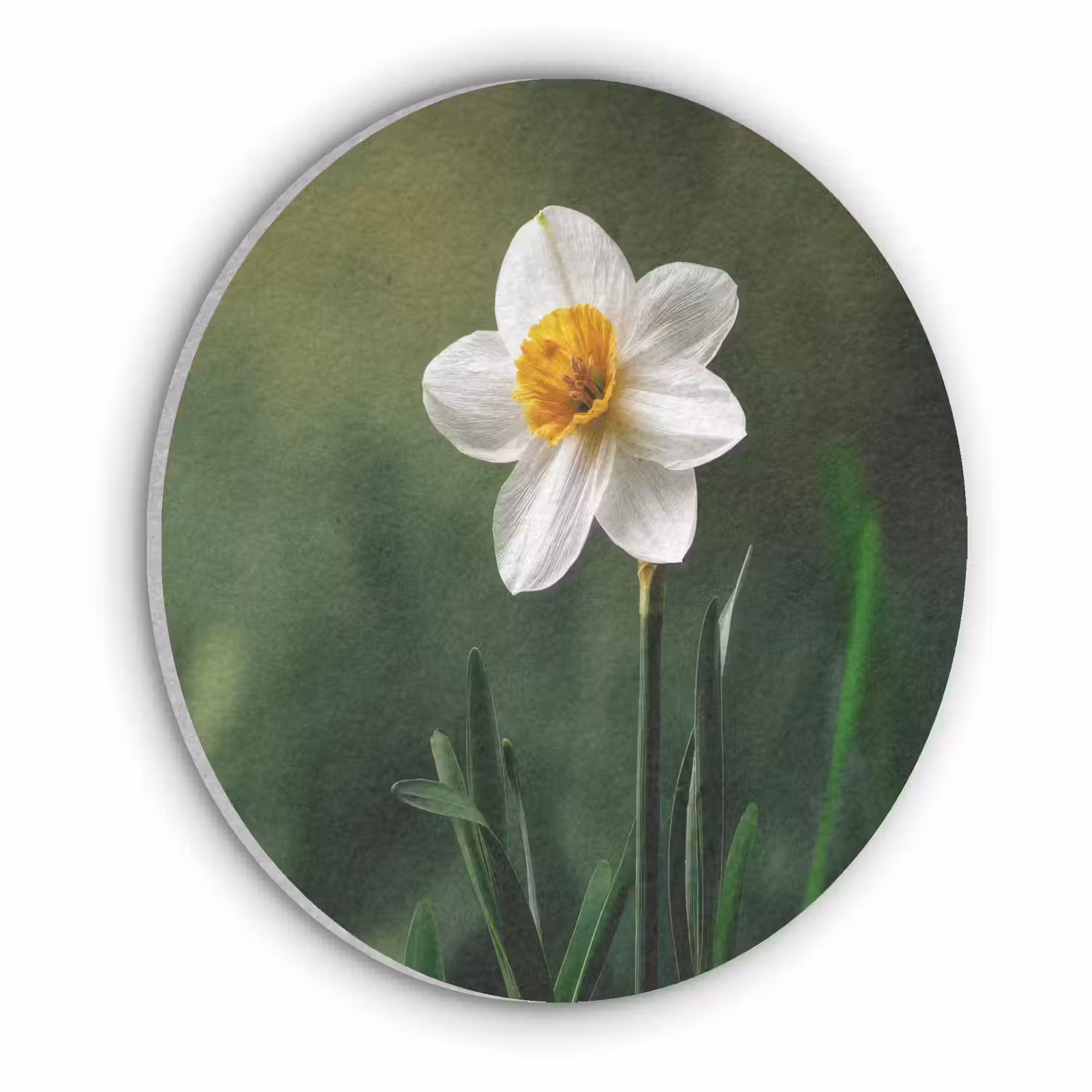 Narcis - Bloem - Wit - Grassprieten Akoestische PET Vilt - Rond klein -3d
