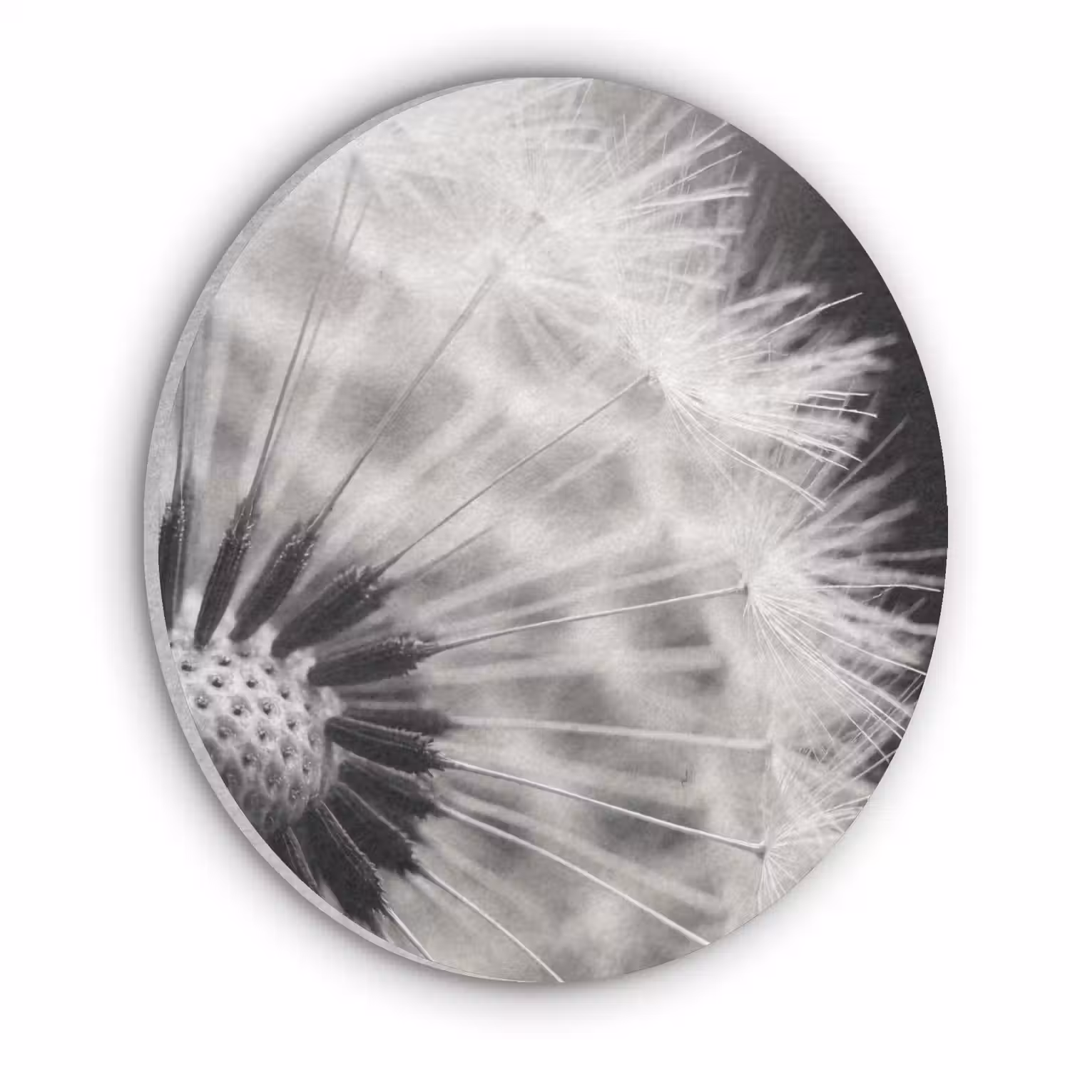 Paardenbloem - Zwart - Wit Akoestische PET Vilt - Rond klein -3d