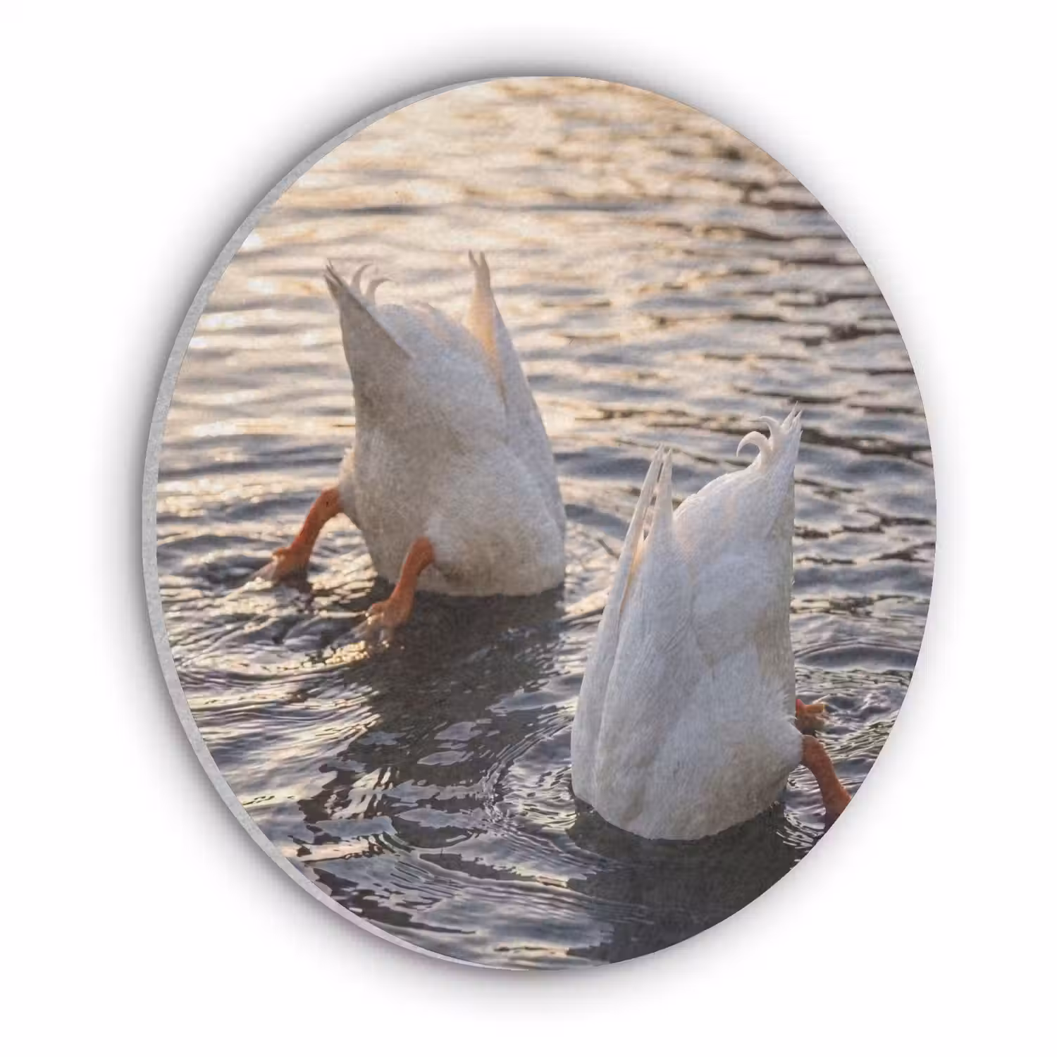 Eenden - Water - Natuur Akoestische PET Vilt - Rond klein -3d