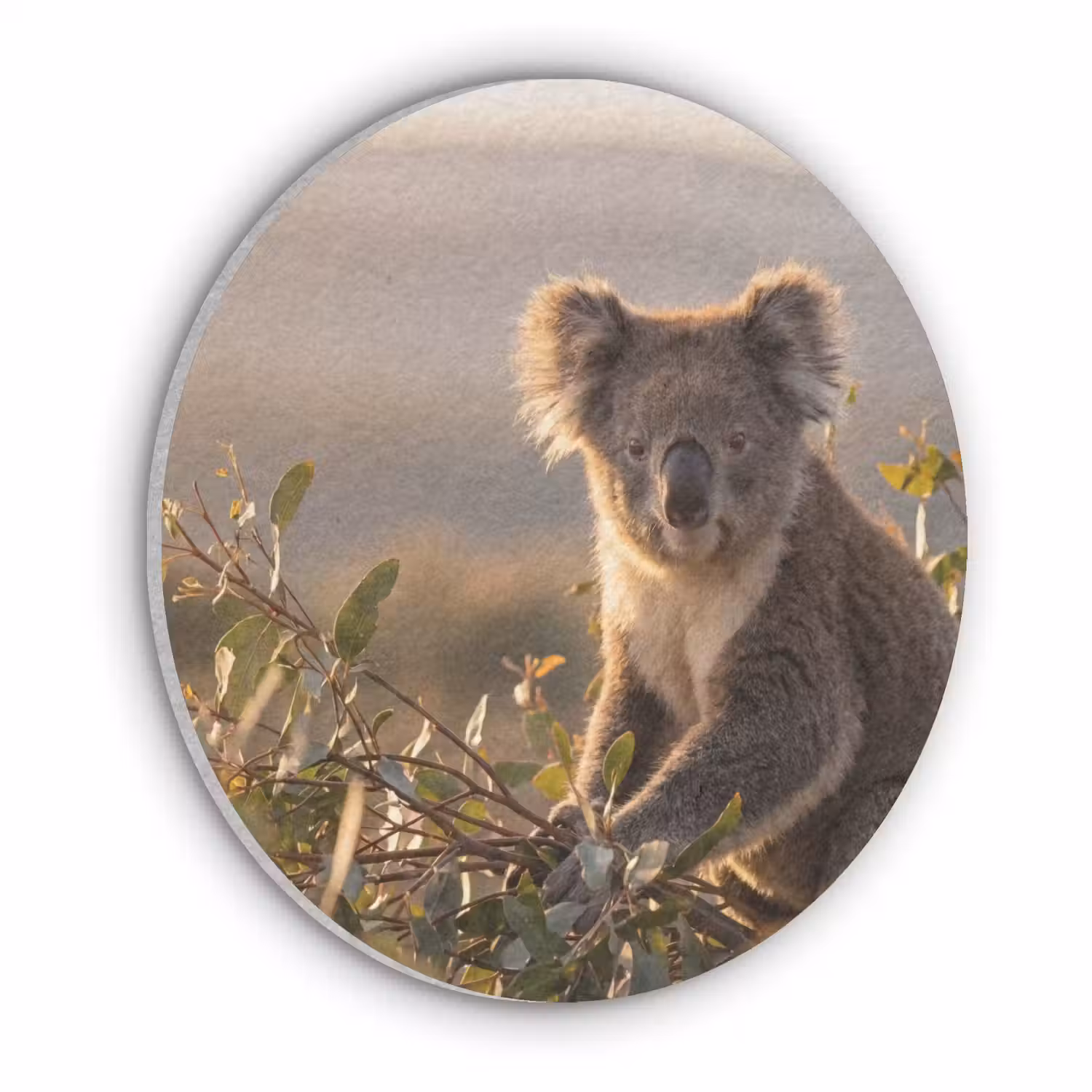 Koala - Bladeren - Ochtendlicht Akoestische PET Vilt - Rond klein -3d