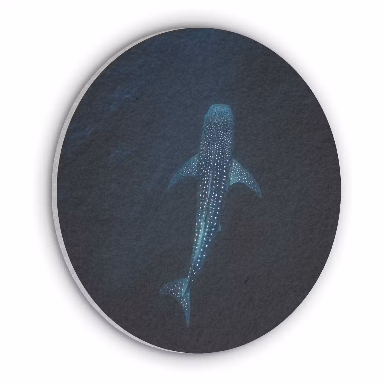 Oceaan - Walvishaai - Donkerblauw - Vlekken Akoestische PET Vilt - Rond klein -3d