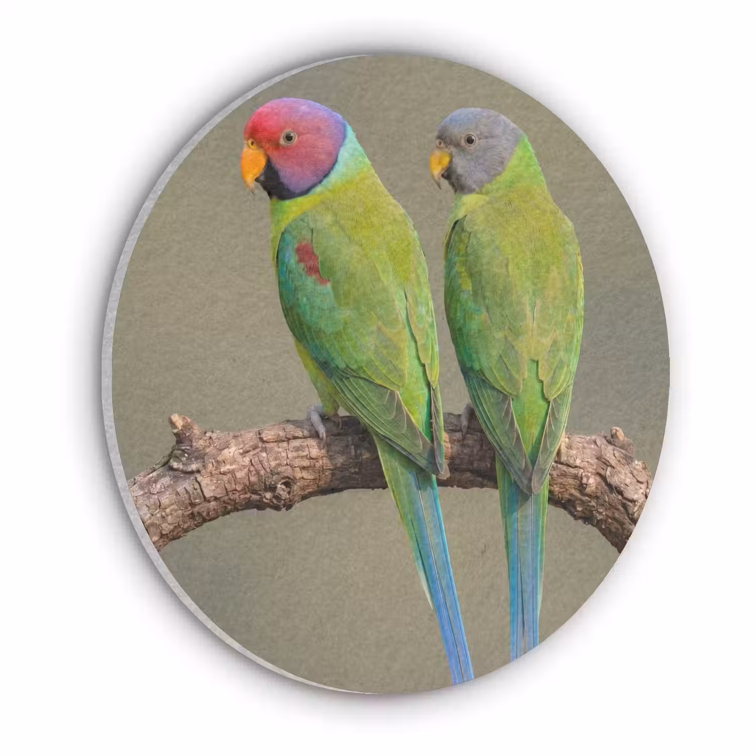 Papagaai - Tak - Natuur - Kleurrijk Akoestische PET Vilt - Rond klein -3d