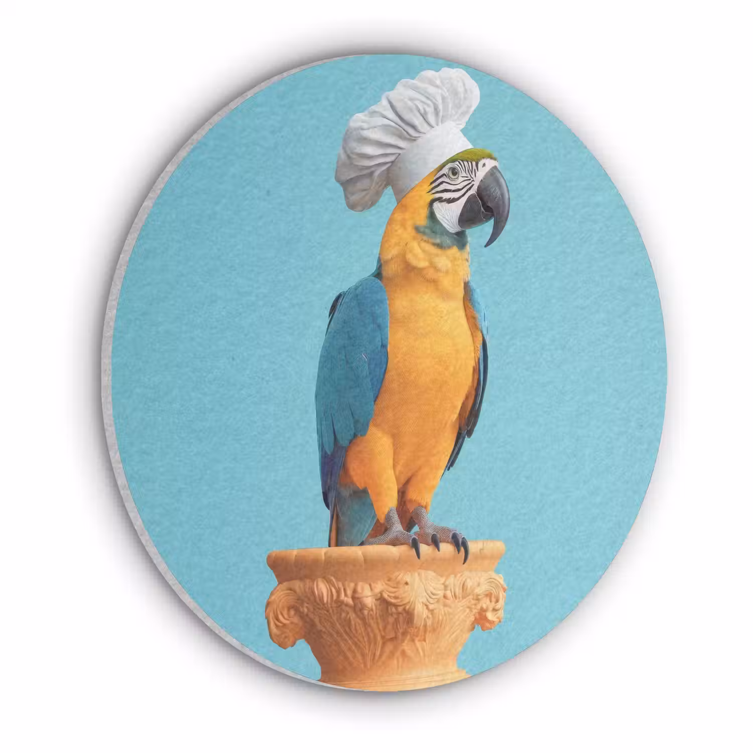 Papegaai - Koksmuts - Grappig - Vogel Akoestische PET Vilt - Rond klein -3d