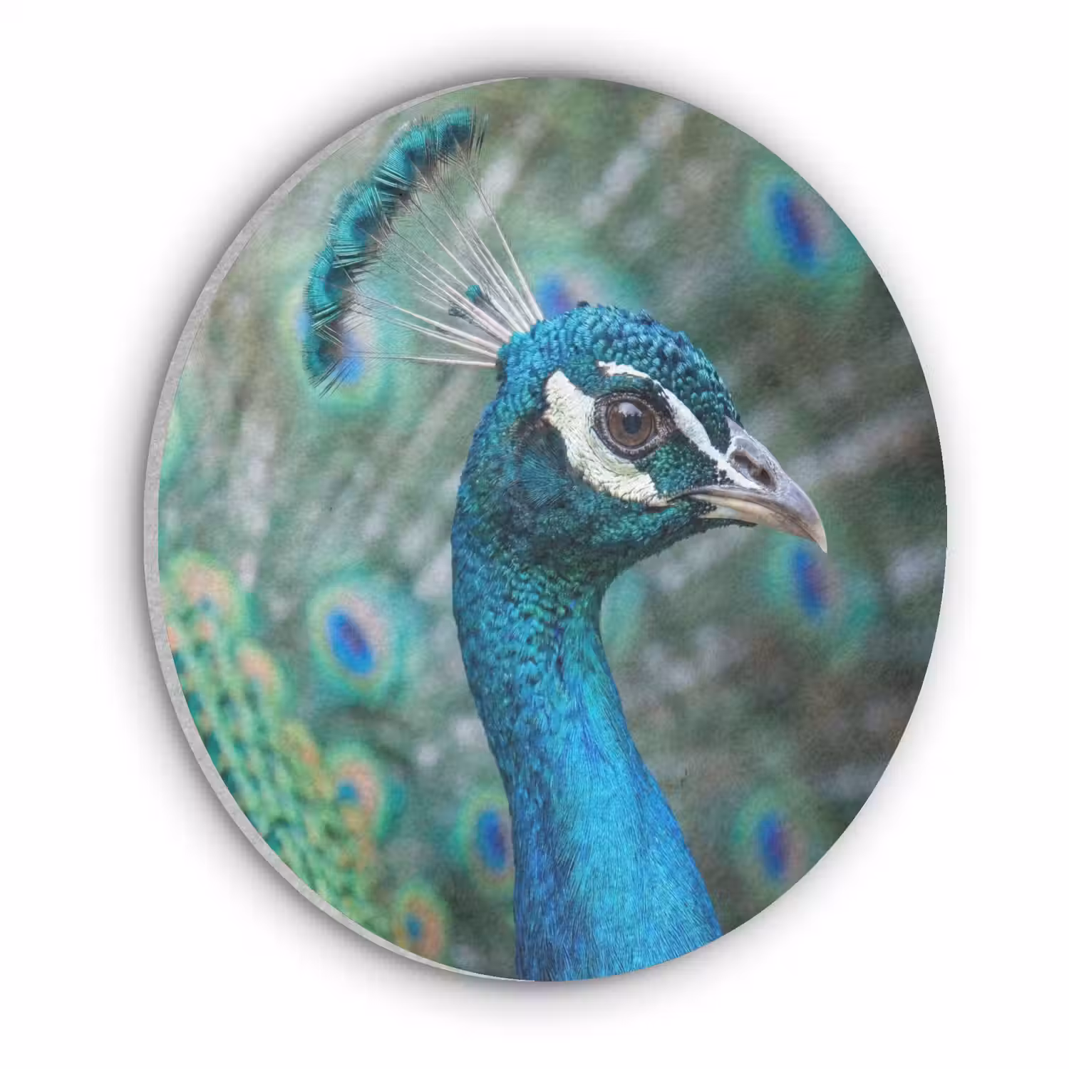 Pauw - Veren - Blauw Akoestische PET Vilt - Rond klein -3d