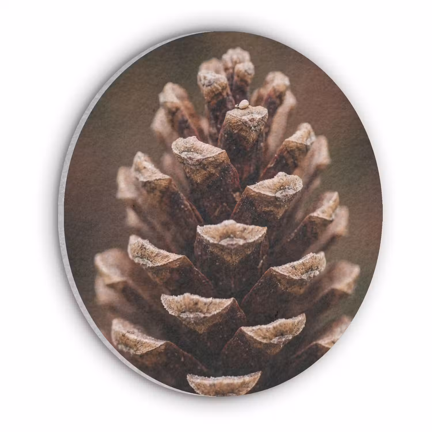 Dennenappel - Bos - Herfst - Bruin - Sfeervol Akoestische PET Vilt - Rond klein -3d