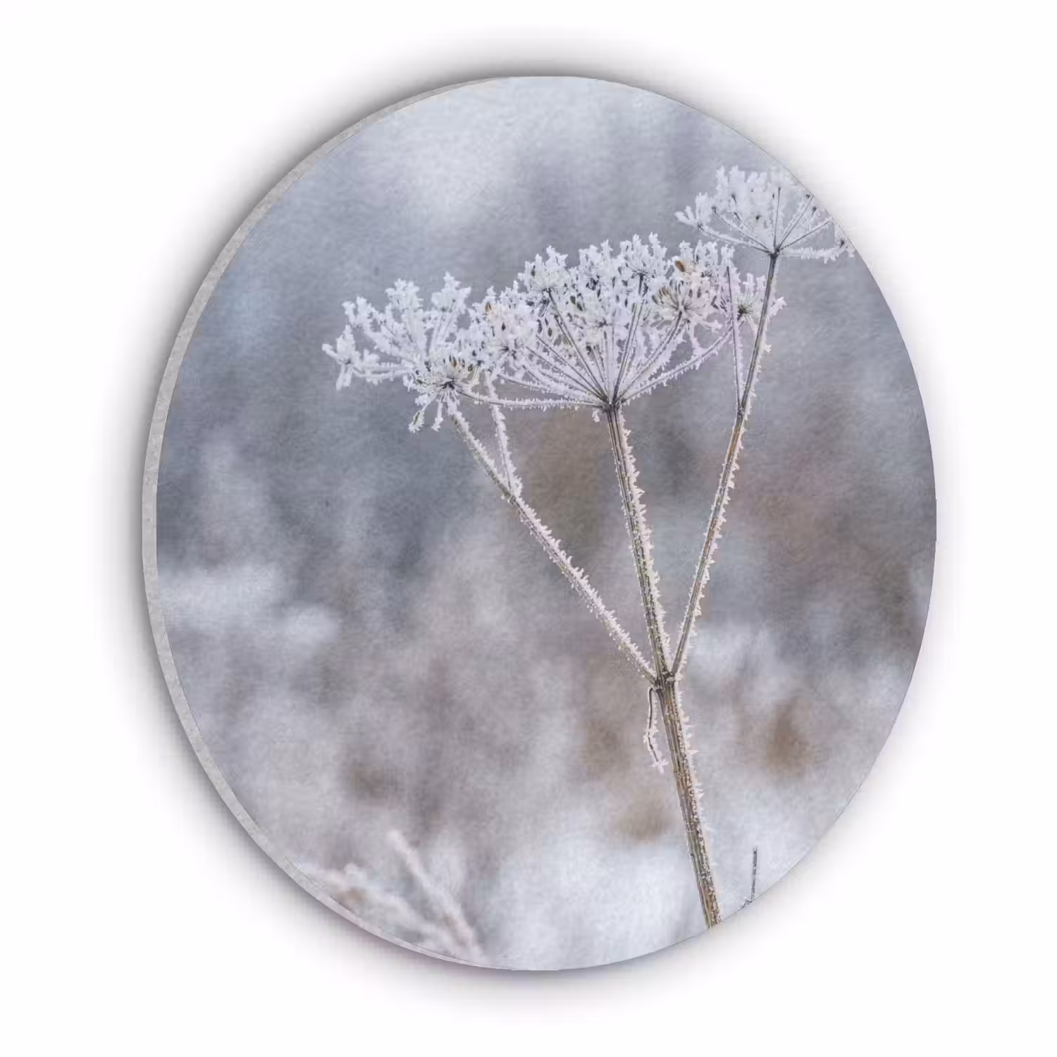 Schermbloem - Rijp - Kristallen - Winter - Delicaat Akoestische PET Vilt - Rond klein -3d