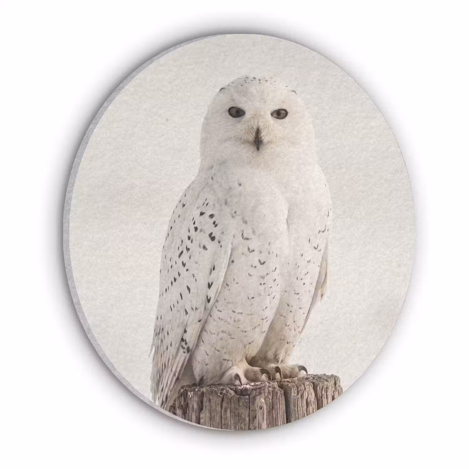 Sneeuwuil - Paal - Winter - Portret - Majestueus Akoestische PET Vilt - Rond klein -3d