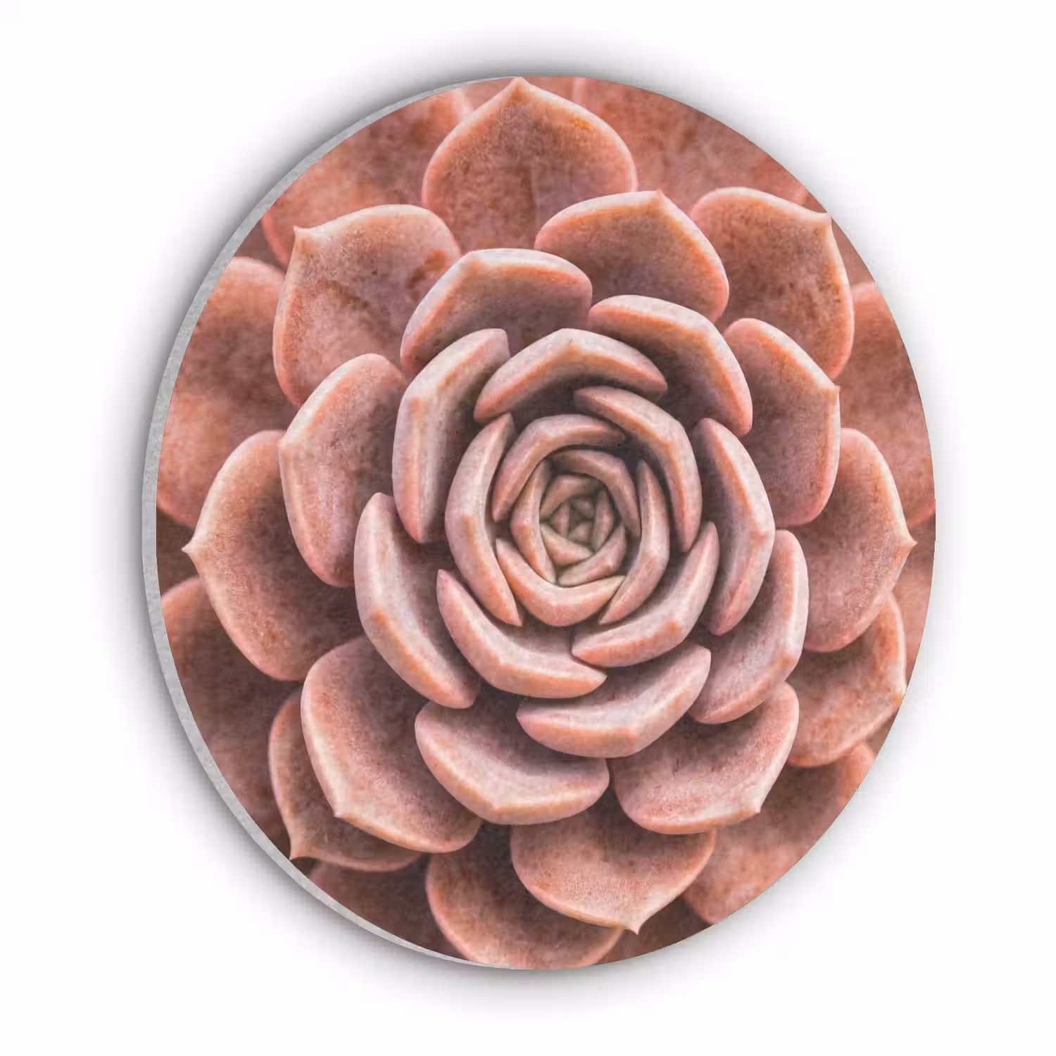 Vetplant - Organisch - Roze Akoestische PET Vilt - Rond klein -3d