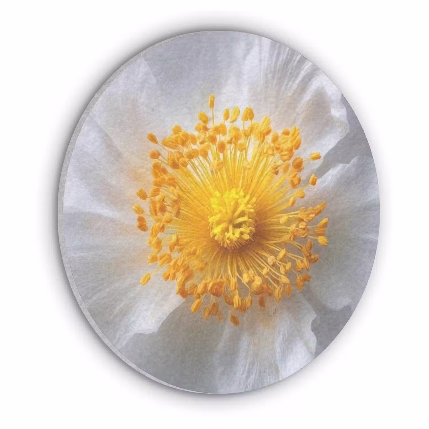 Wit - Bloem - Elegant Akoestische PET Vilt - Rond klein -3d