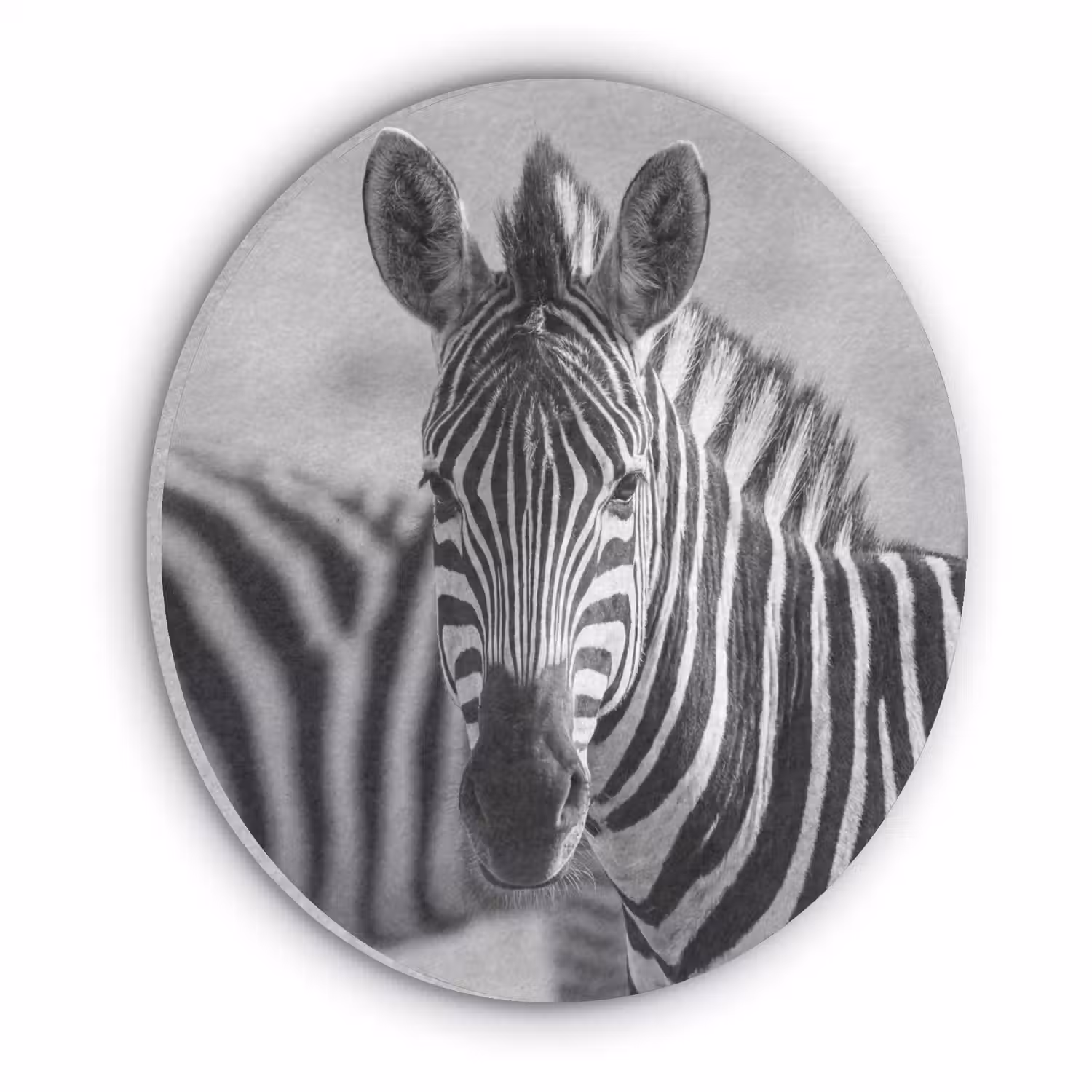 Zebra's - Zwart - Wit Akoestische PET Vilt - Rond klein -3d