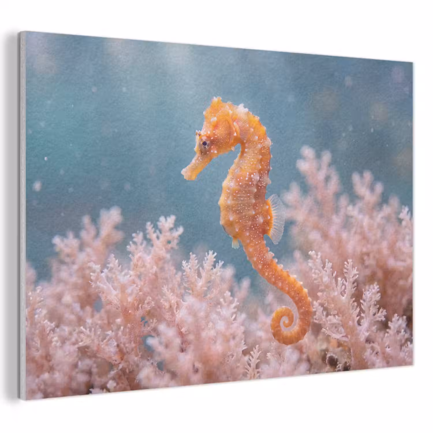 Vis - Koraal - Oceaan - Macro - Oranje PET vilt klein -3d